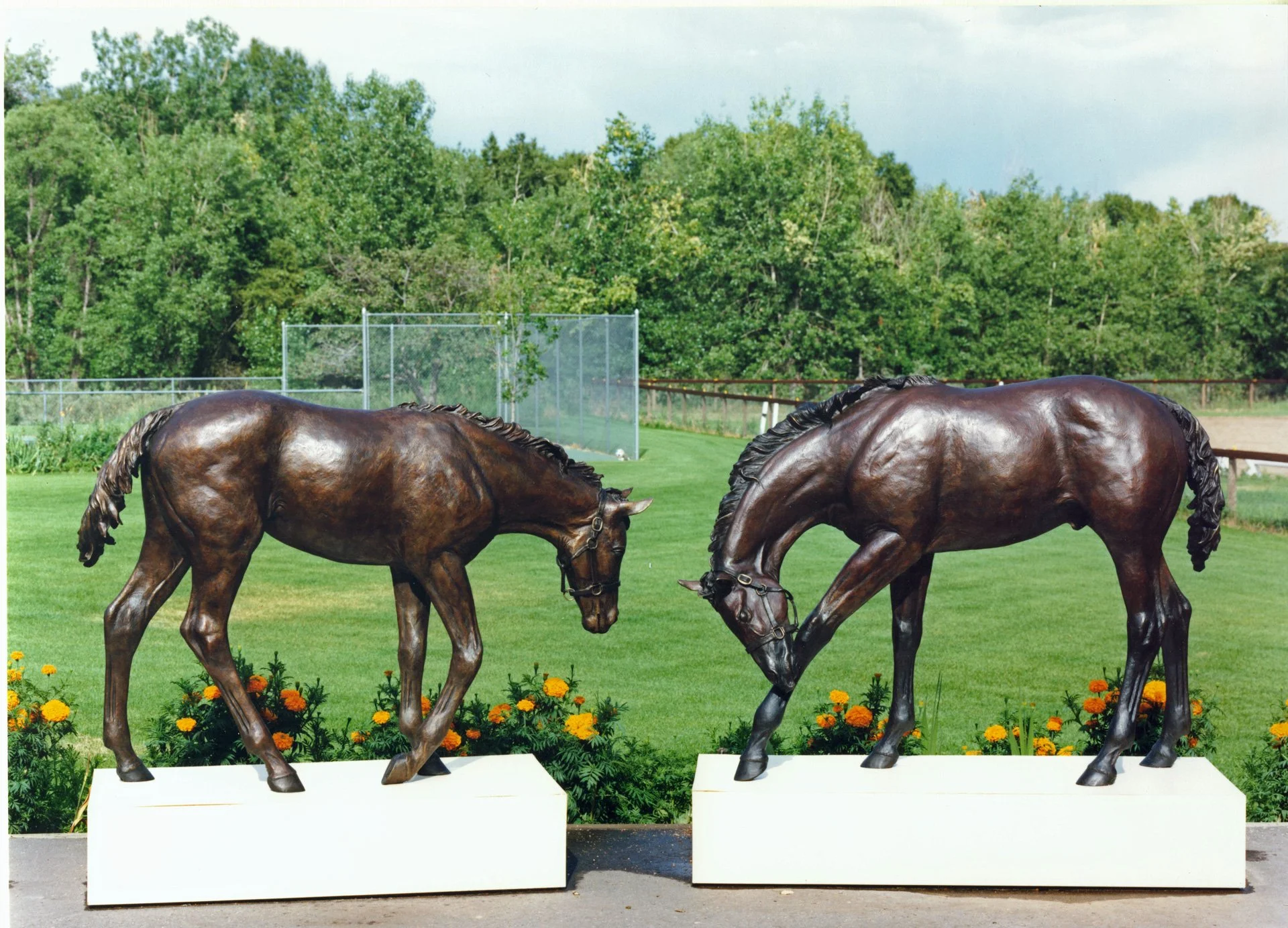 "Foals of Plum Creek Hollow" by Cammie Lundeen