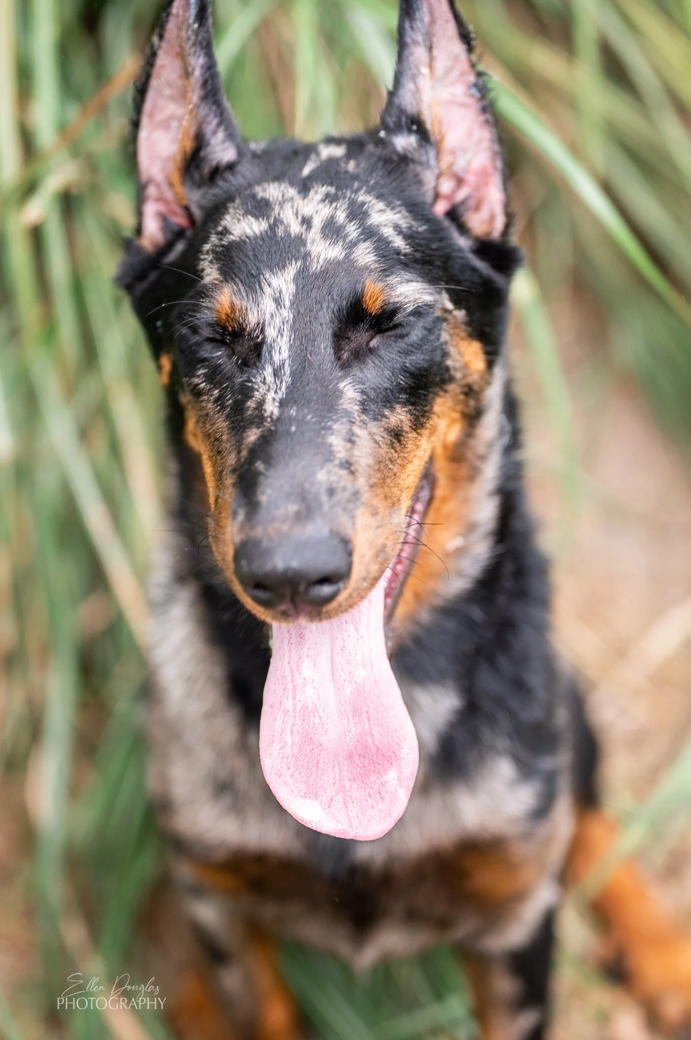 beaucerons-13.jpg