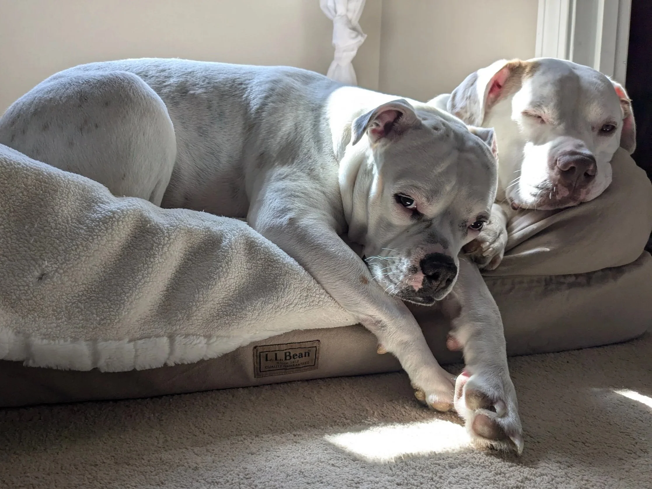 Two gray and white dogs resting on a cozy L.L.Bean dog bed, one lying with its head down and eyes half open, the other partially lying on the bed with its eyes closed, in a sunlit room.