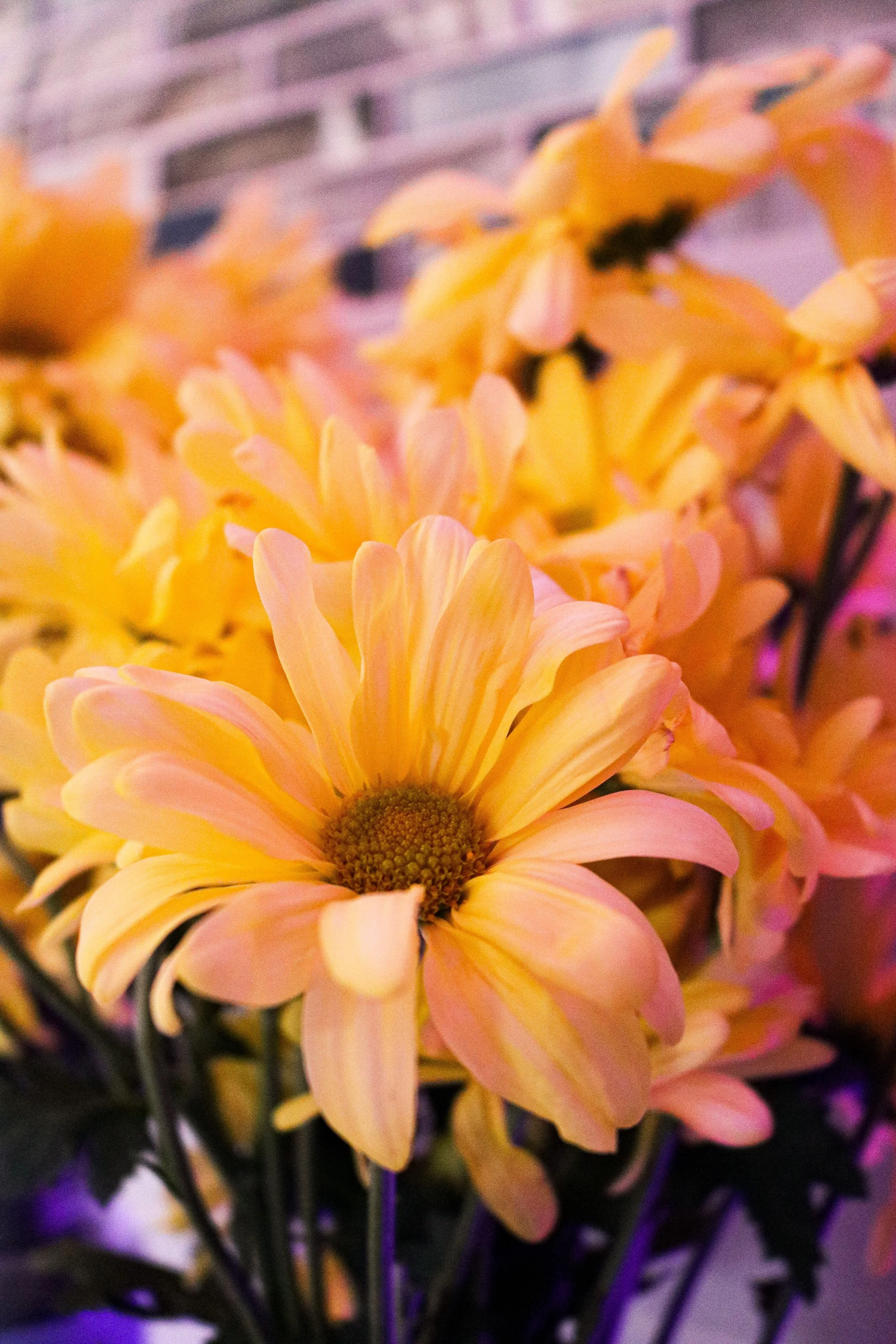 pexels-poppy-martinez-571476080-17143643.jpg