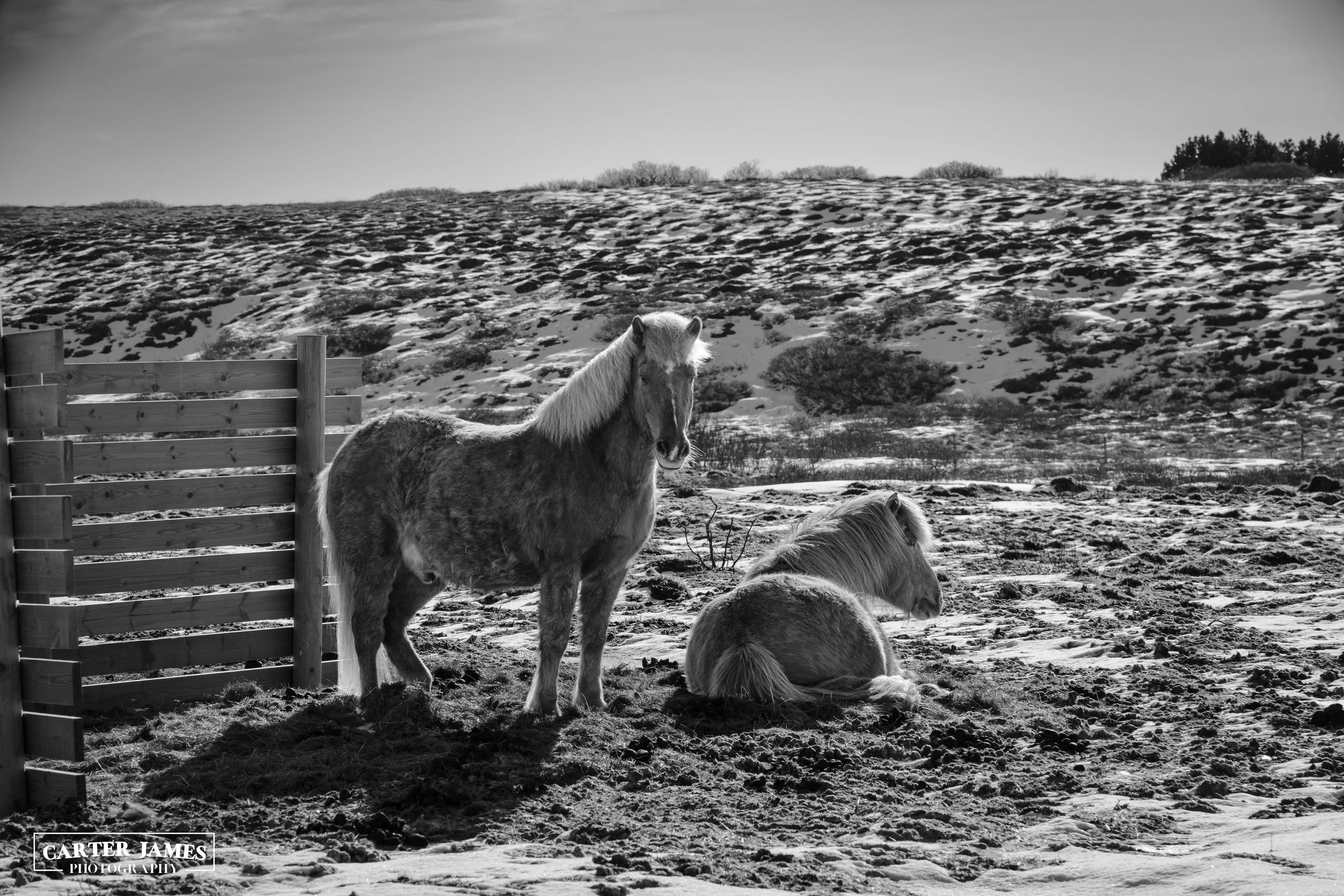 5Horses12x18wm.jpg