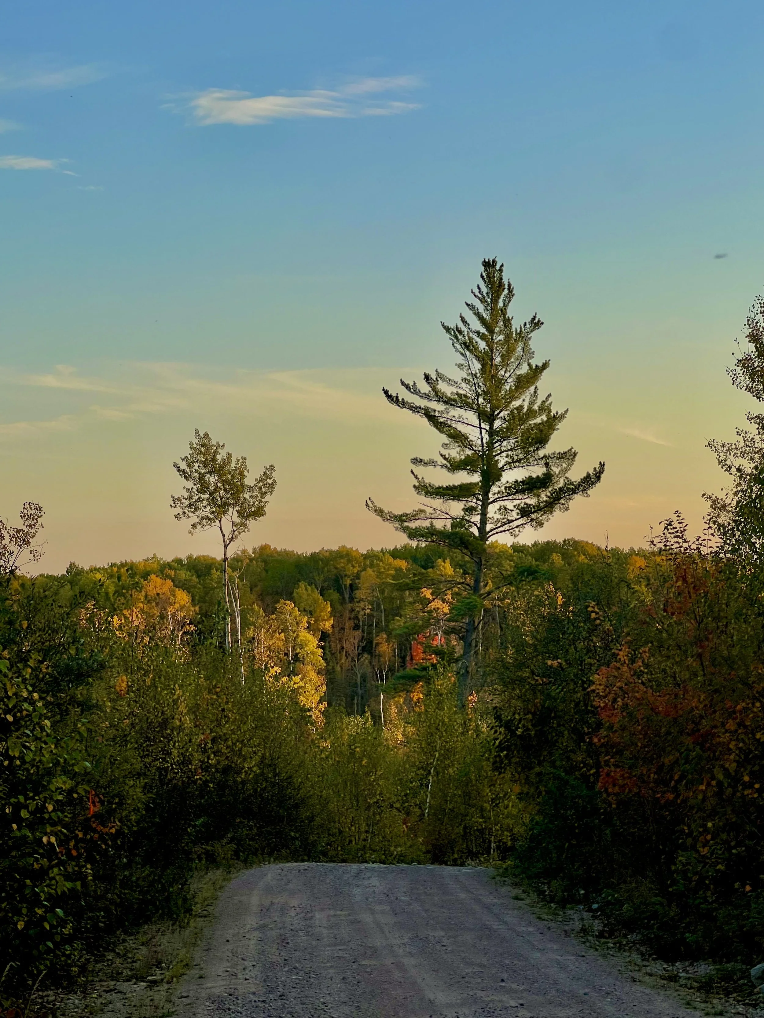 A dirt road winding through a forest with green, orange, and yellow trees, and a tall pine tree against a partly cloudy sky in the background.