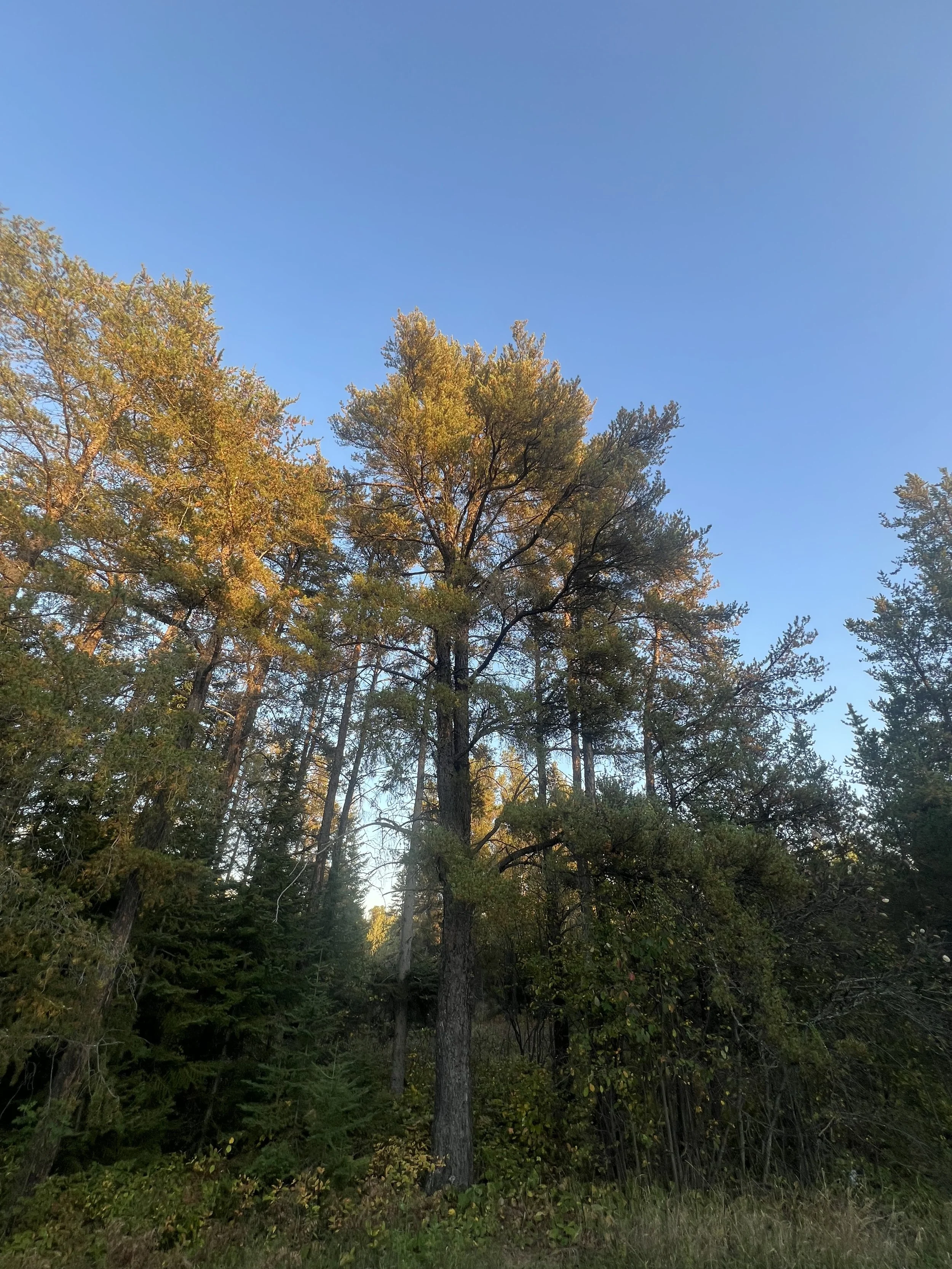 Tall trees in a forest with a clear blue sky above.