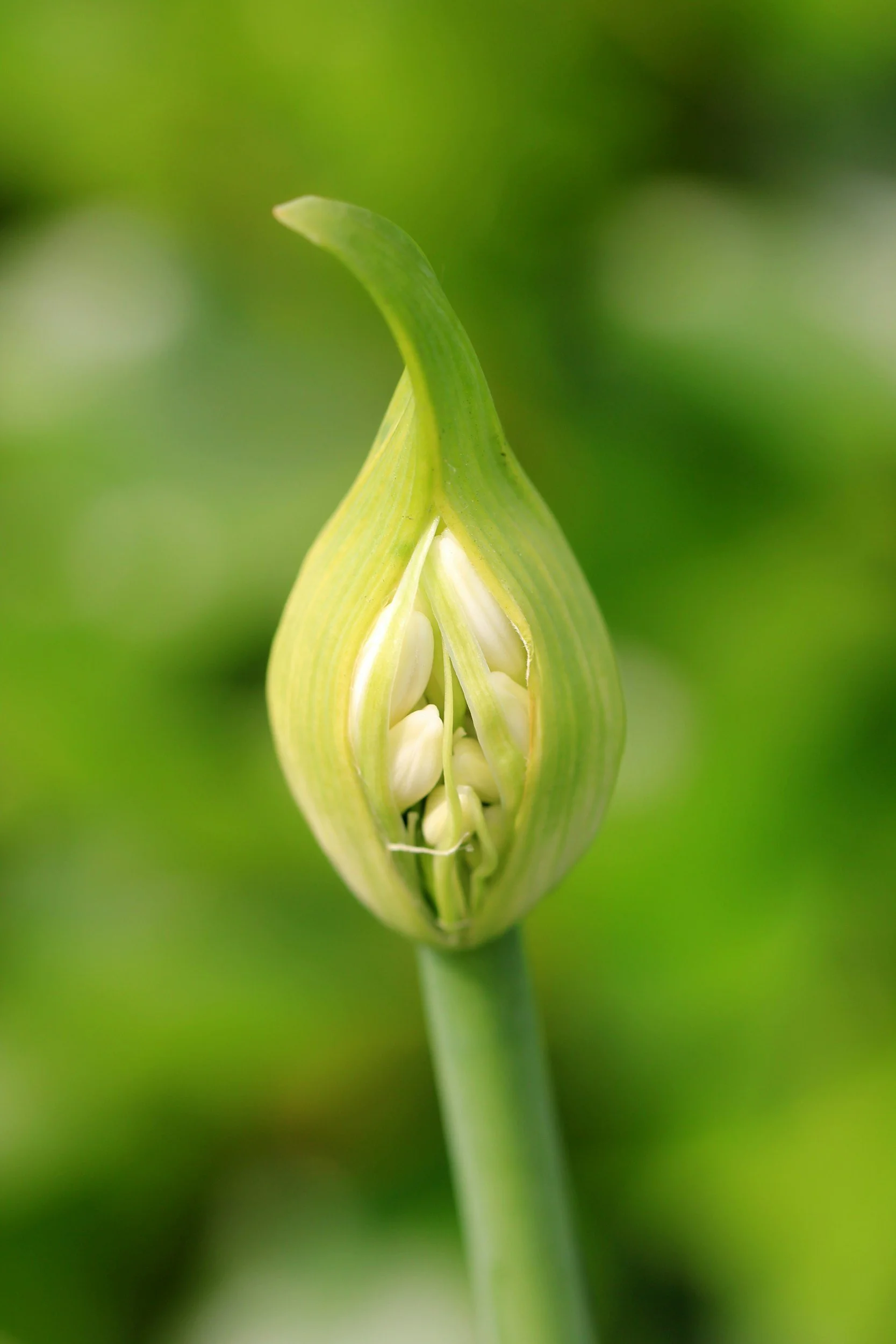 Close-up of a budding green flower with white stamens and pistil, surrounded by green foliage.