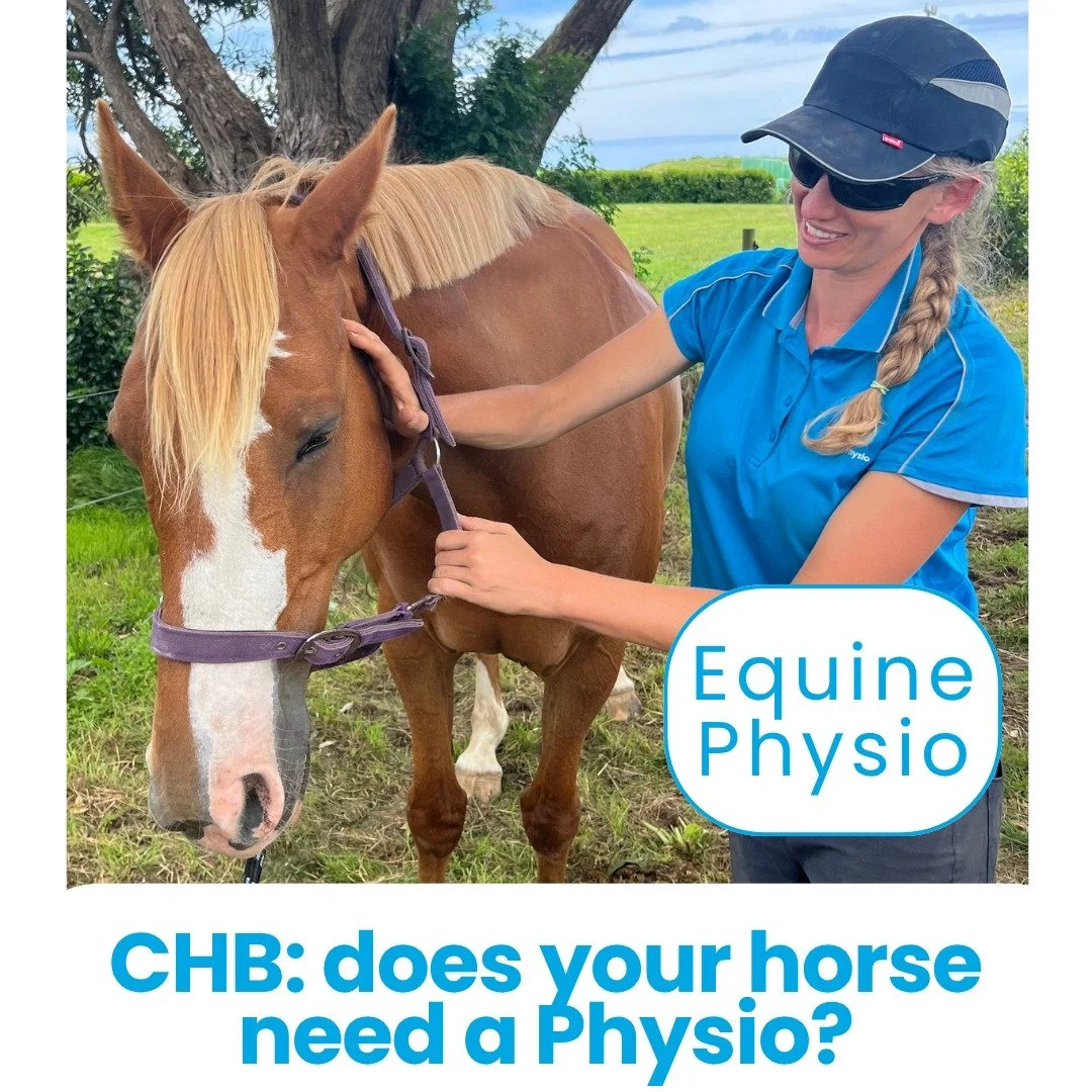 Central Hawke's Bay, we are delighted to offer Physio services for horses, ponies, and other equids. 

Because we undercharge mileage anyway, we do have to add a fuel surcharge these days. To keep this as low as possible, we will advise you if there 