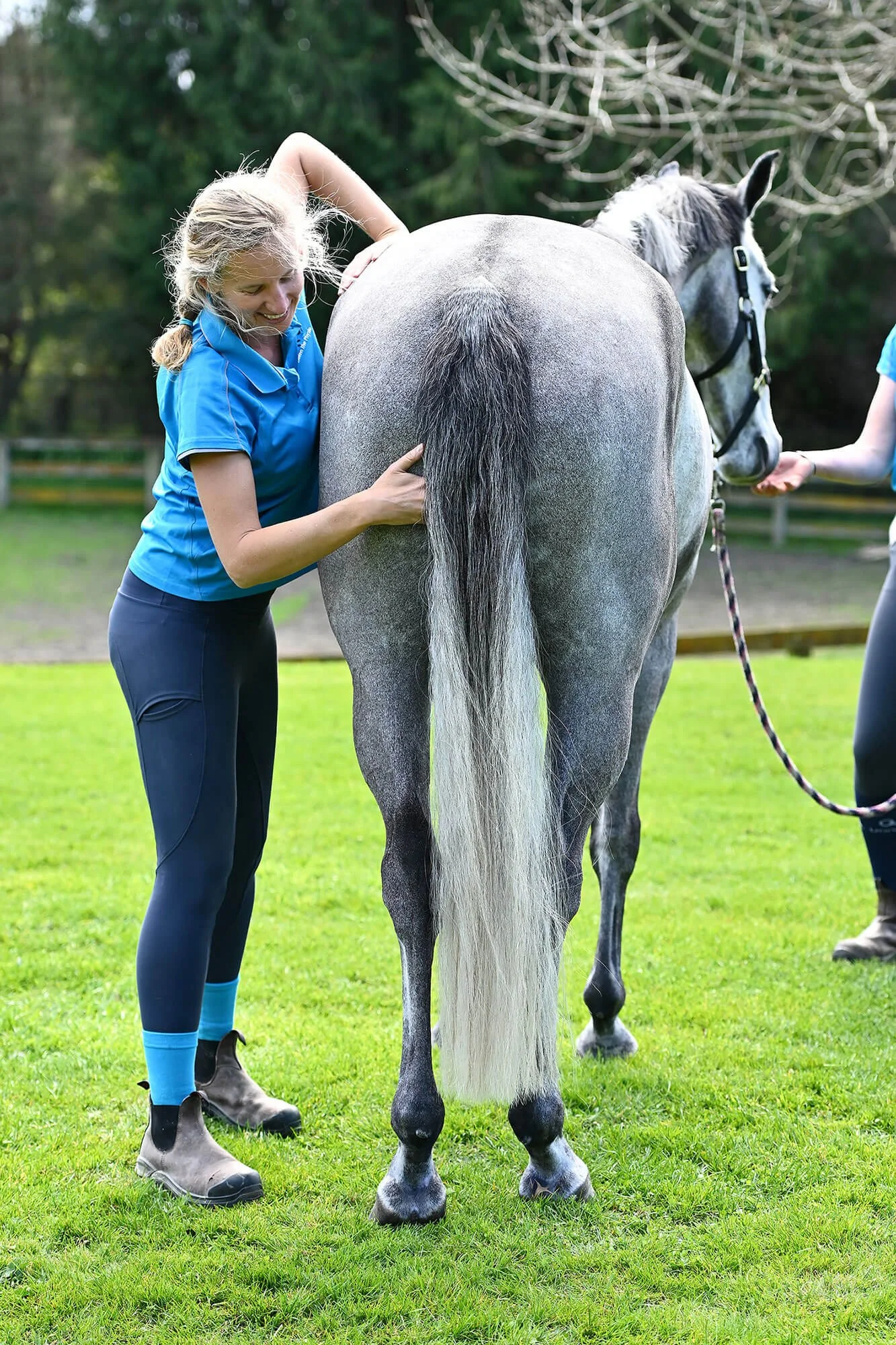 Grey horse getting physiotherapy treatment for improved performance