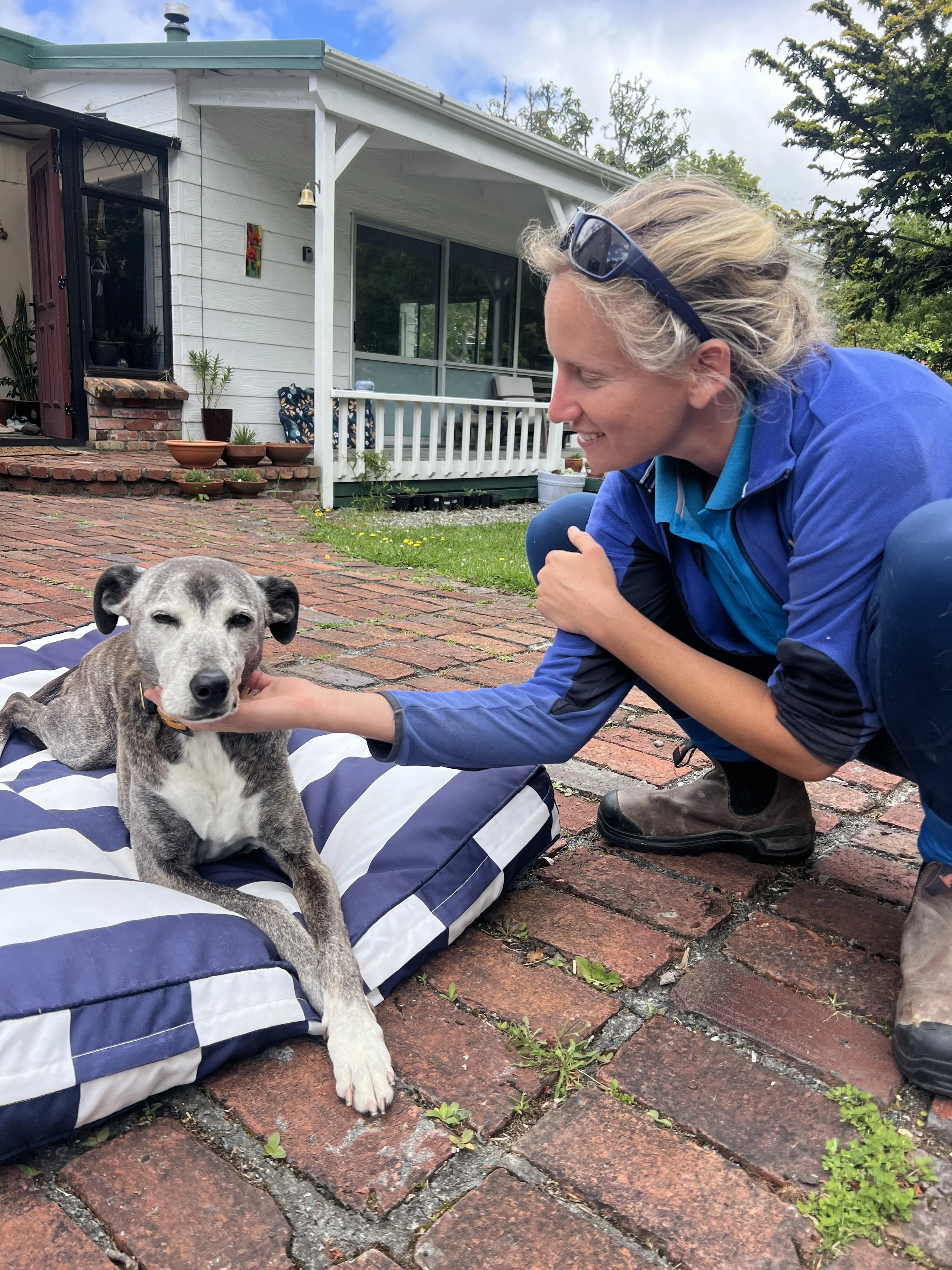 Helen the Physio providing therapy treatment for a grey and white dog on a striped cushion outside on a brick patio outside the dog's home.