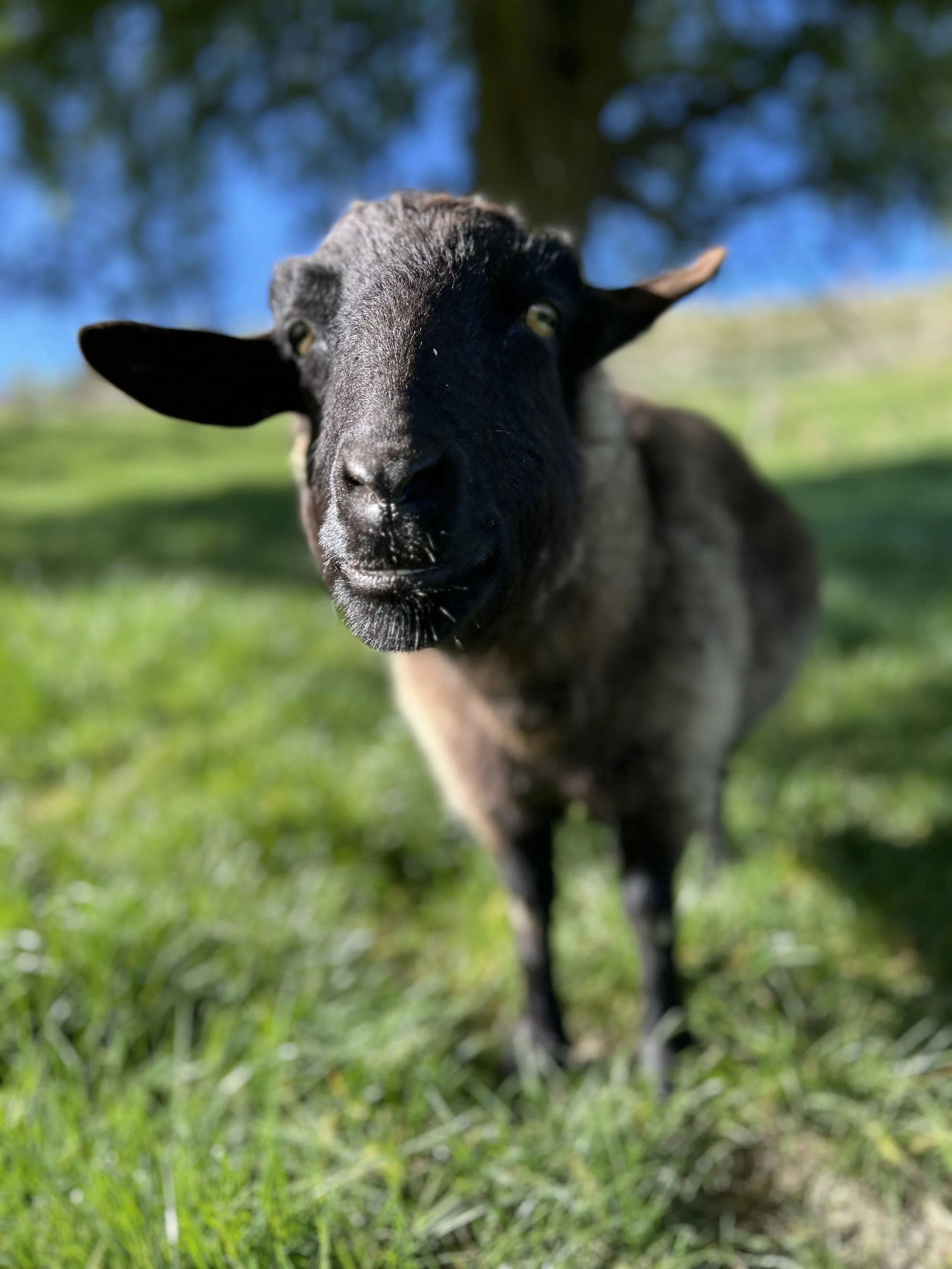 goat physio Bentley wry neck treatment