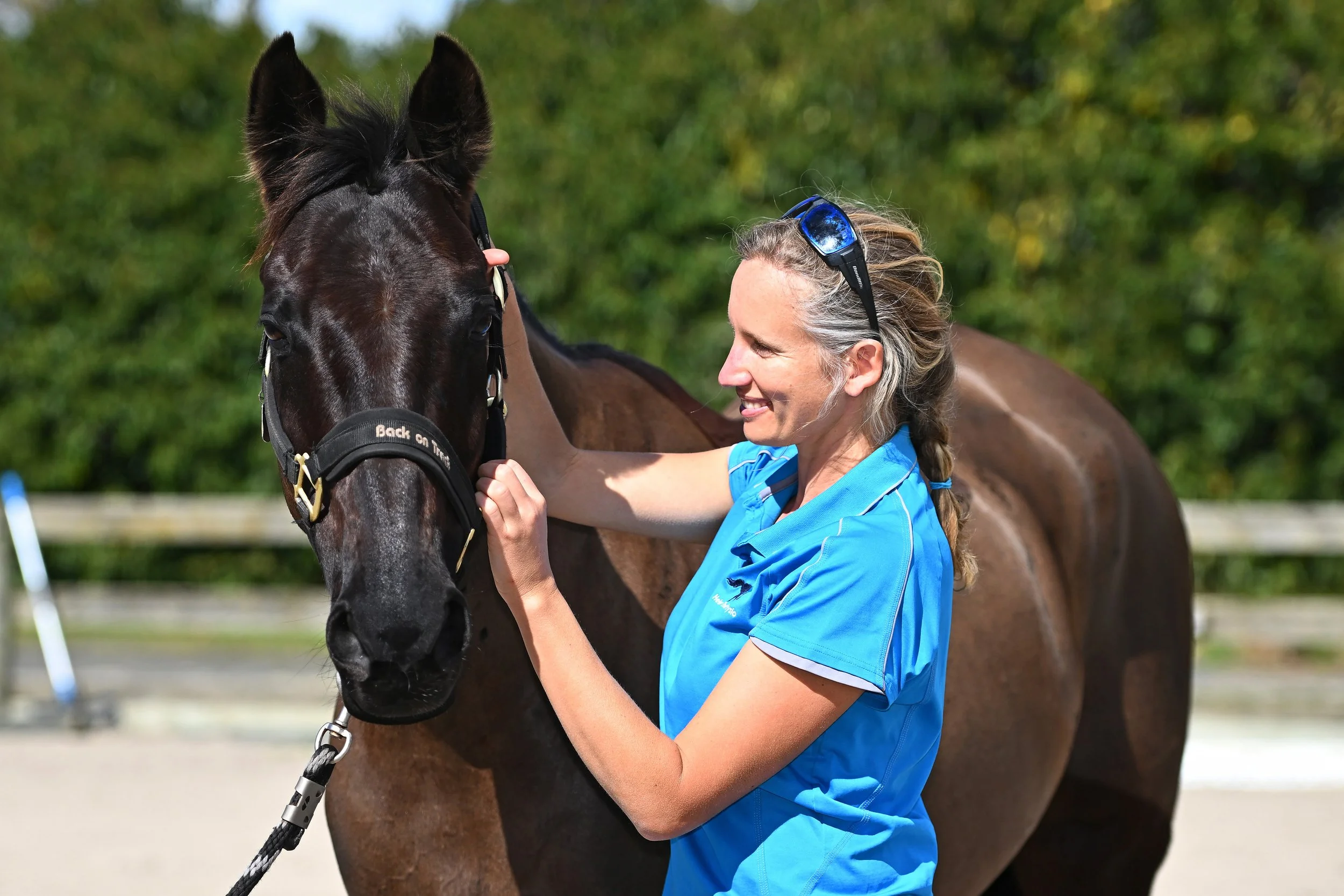 Helen the Physio holding halter and providing treatment to dark performance horse