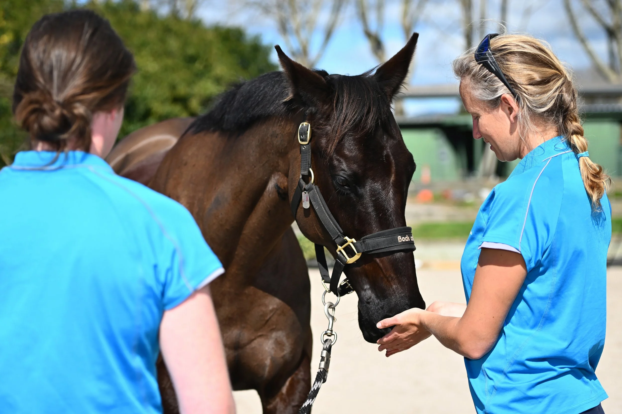 Dark horse sniffing hands of Helen the Physio before undergoing rehabilitation treatment
