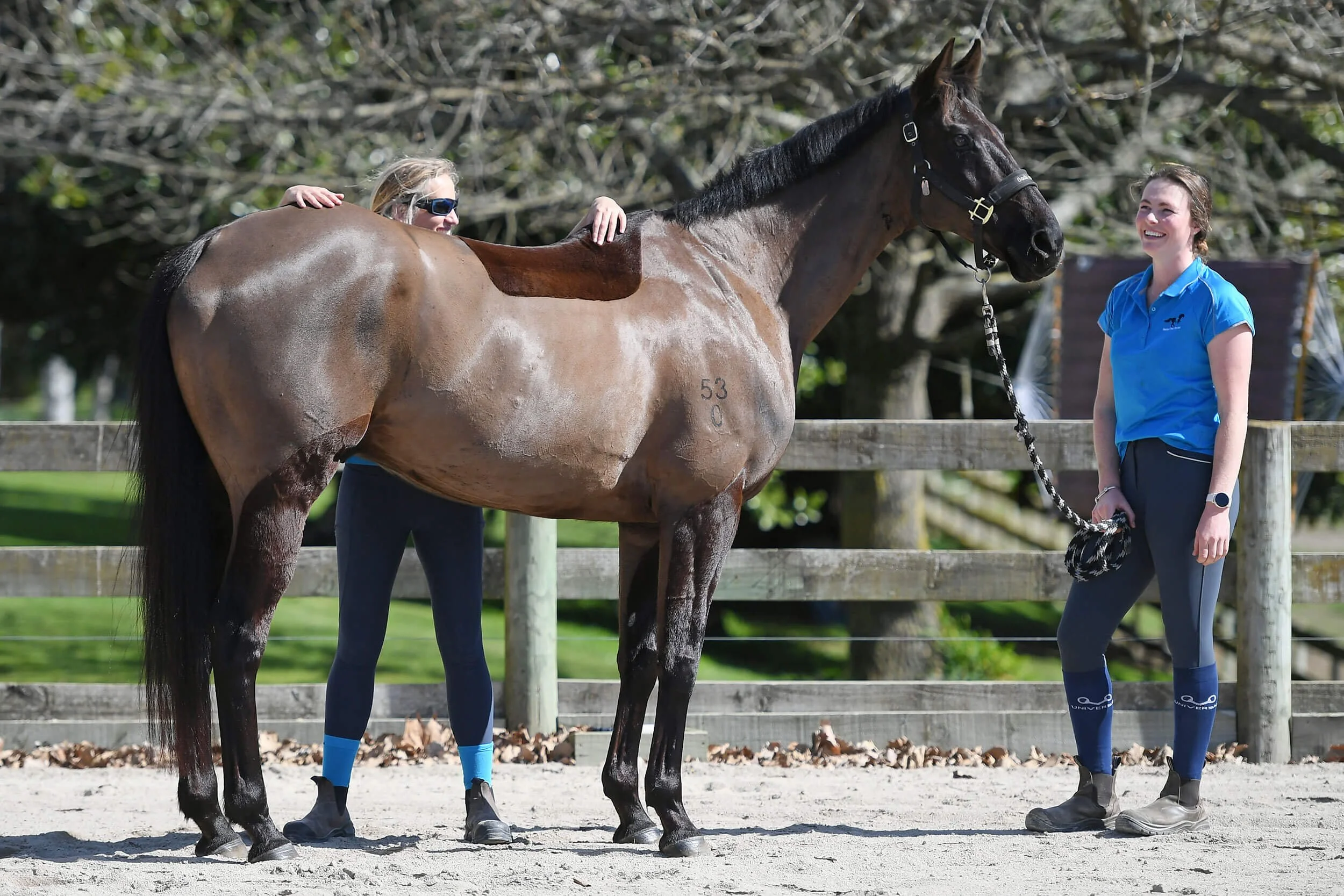 Dark horse receiving equine physiotherapy rehabilitation treatment from Helen the Physio team