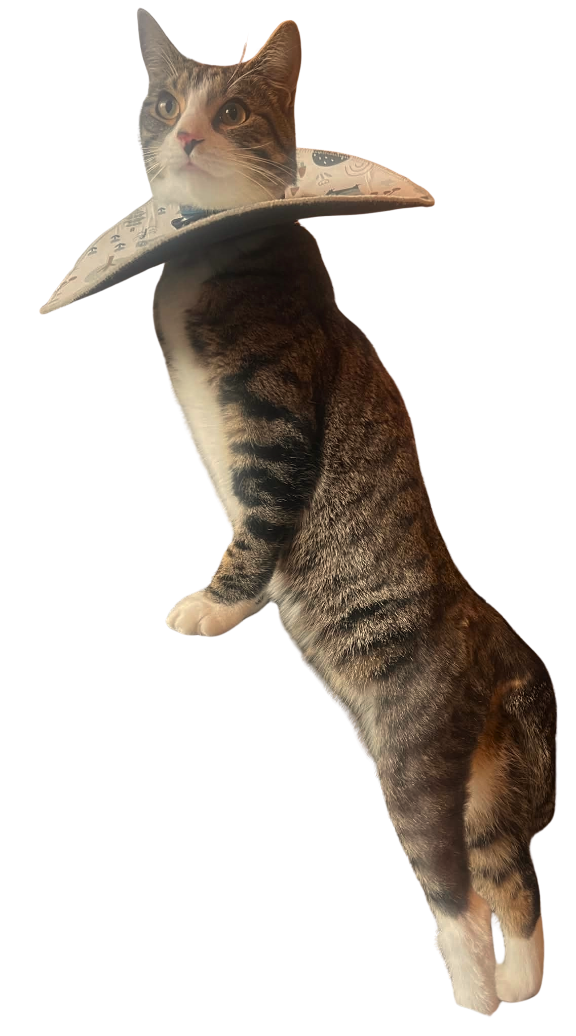 Tabby and white cat wearing a cone-collar after surgery