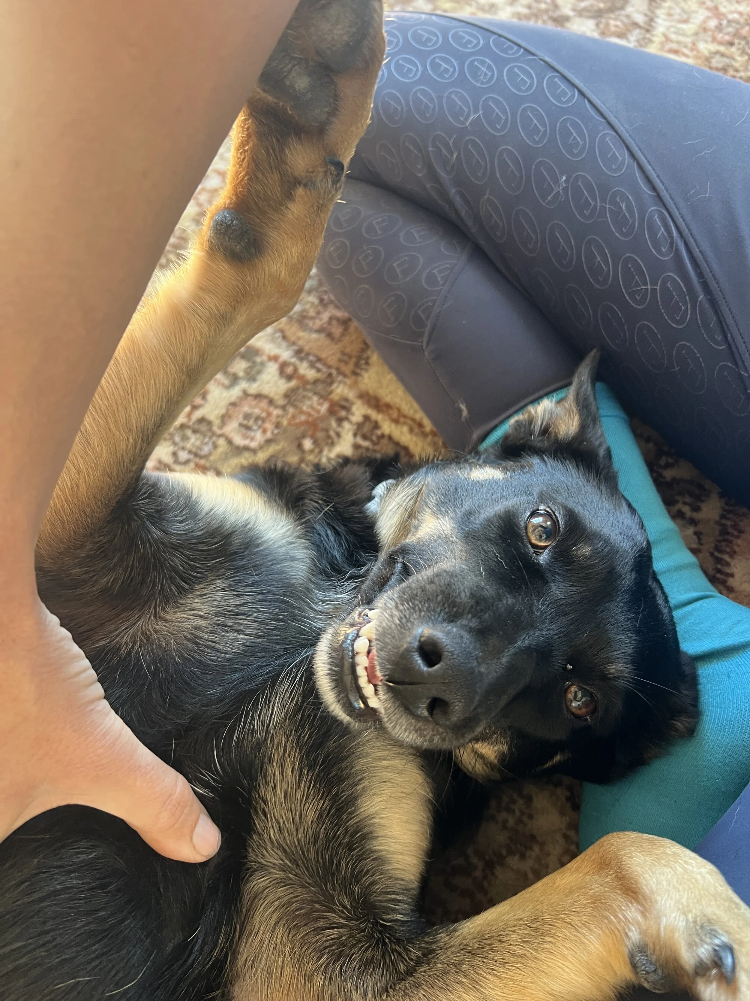 Happy dog on his back getting physio treatment to support wellness