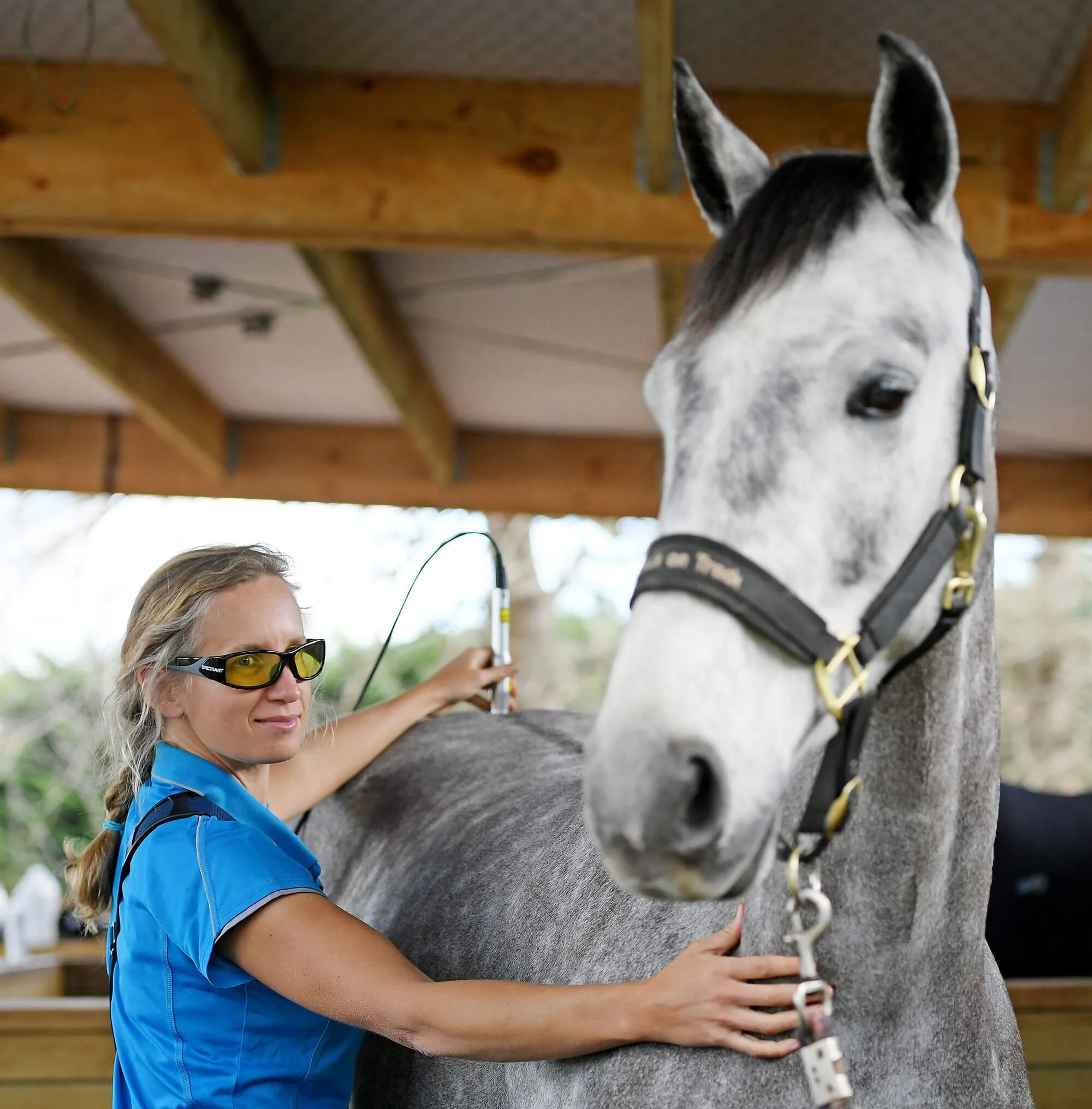 Grey horse receiving clinical rehabilitation treatment from Helen the Physio