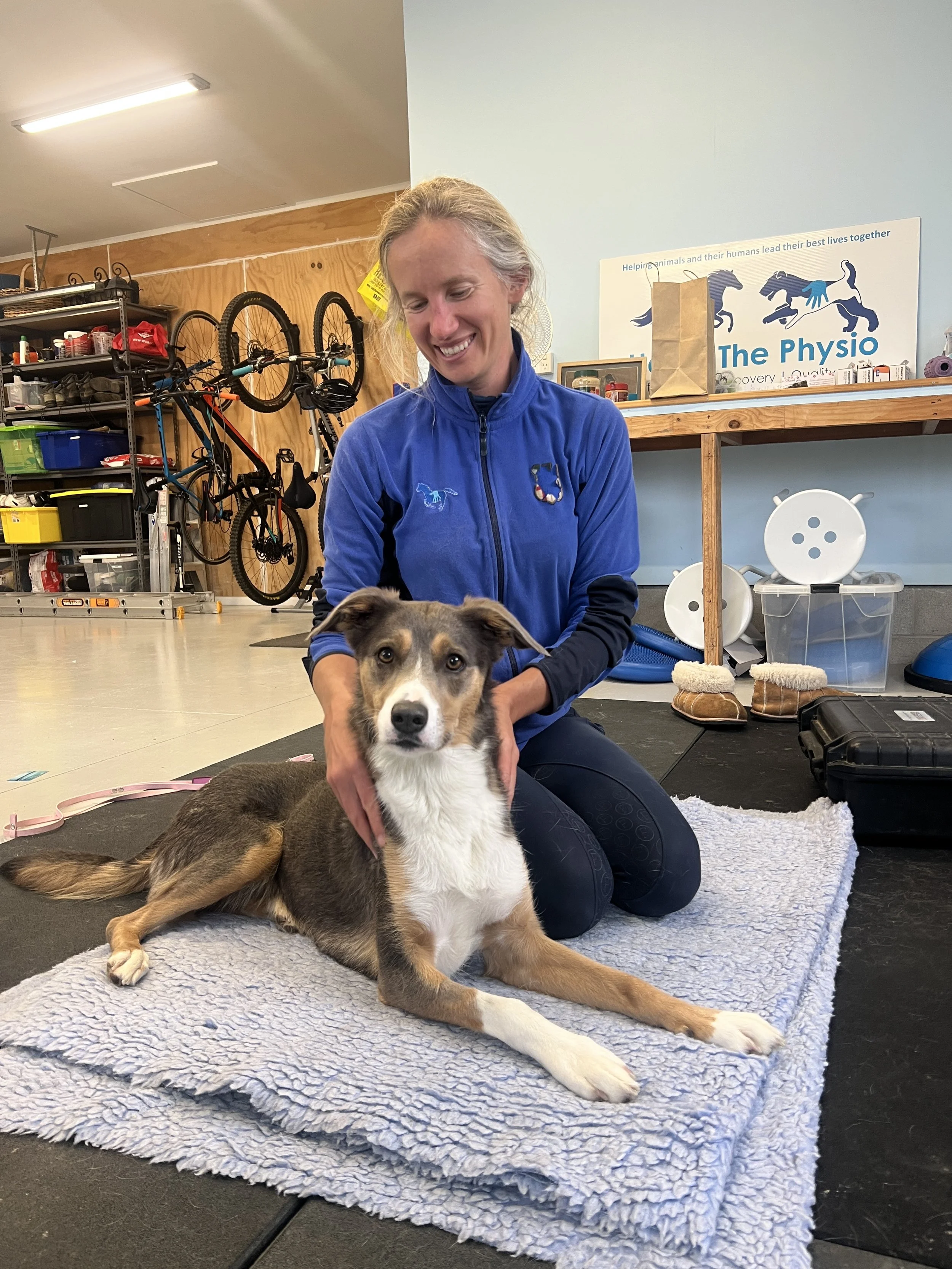 Grey, tan, and white heading dog mix lying on a thick pale blue blanket,receives physiotherapy treatment for recovery from injury, with Helen the Physio