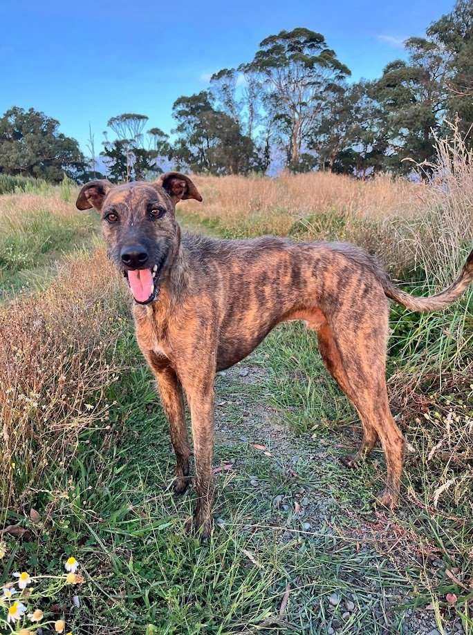 Rhubarb, Helen the Physio's happy assistant dog out for a walk in a grassy field