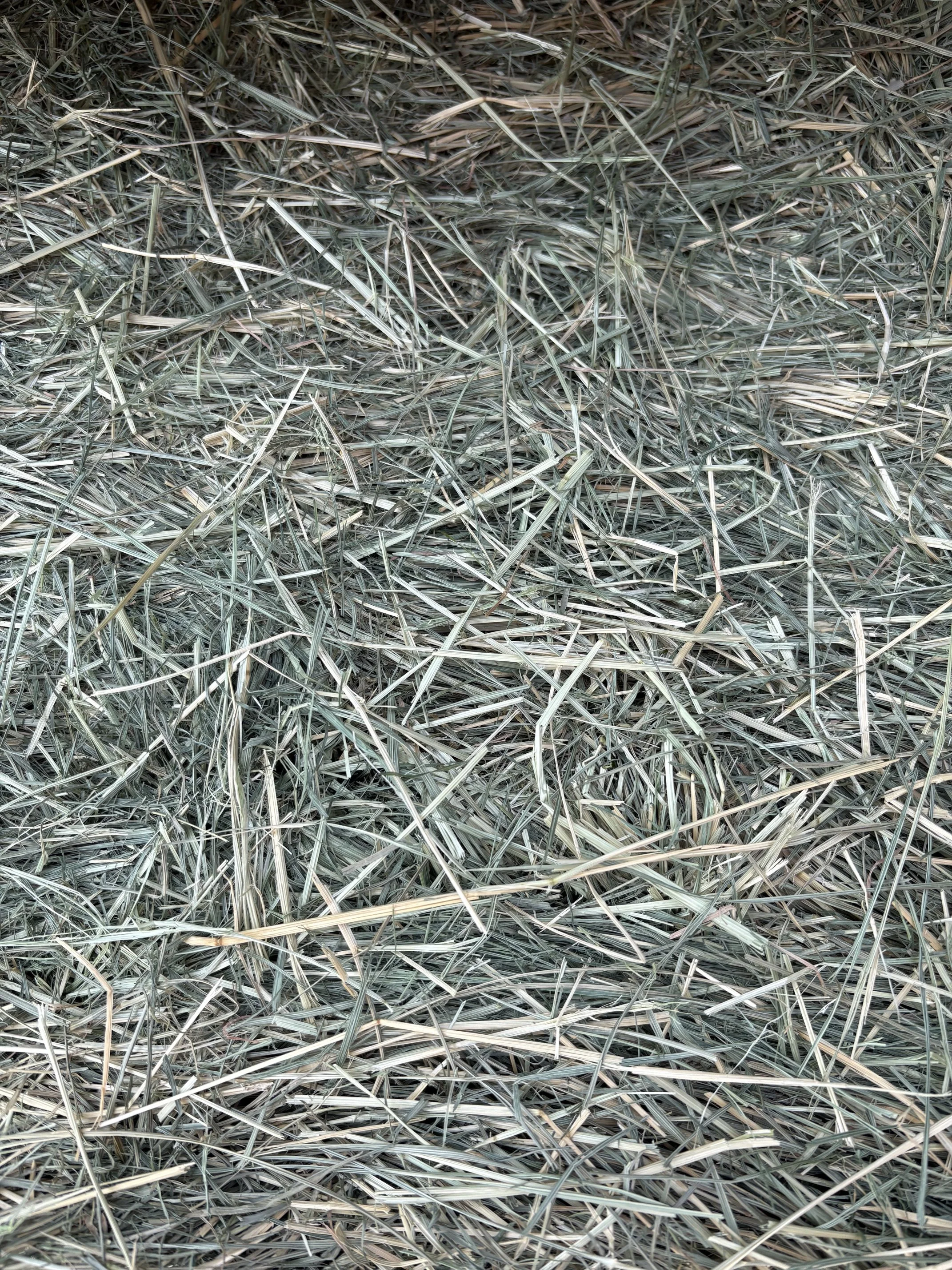 Pic3 - Teff Bundle (18 Bales).jpeg