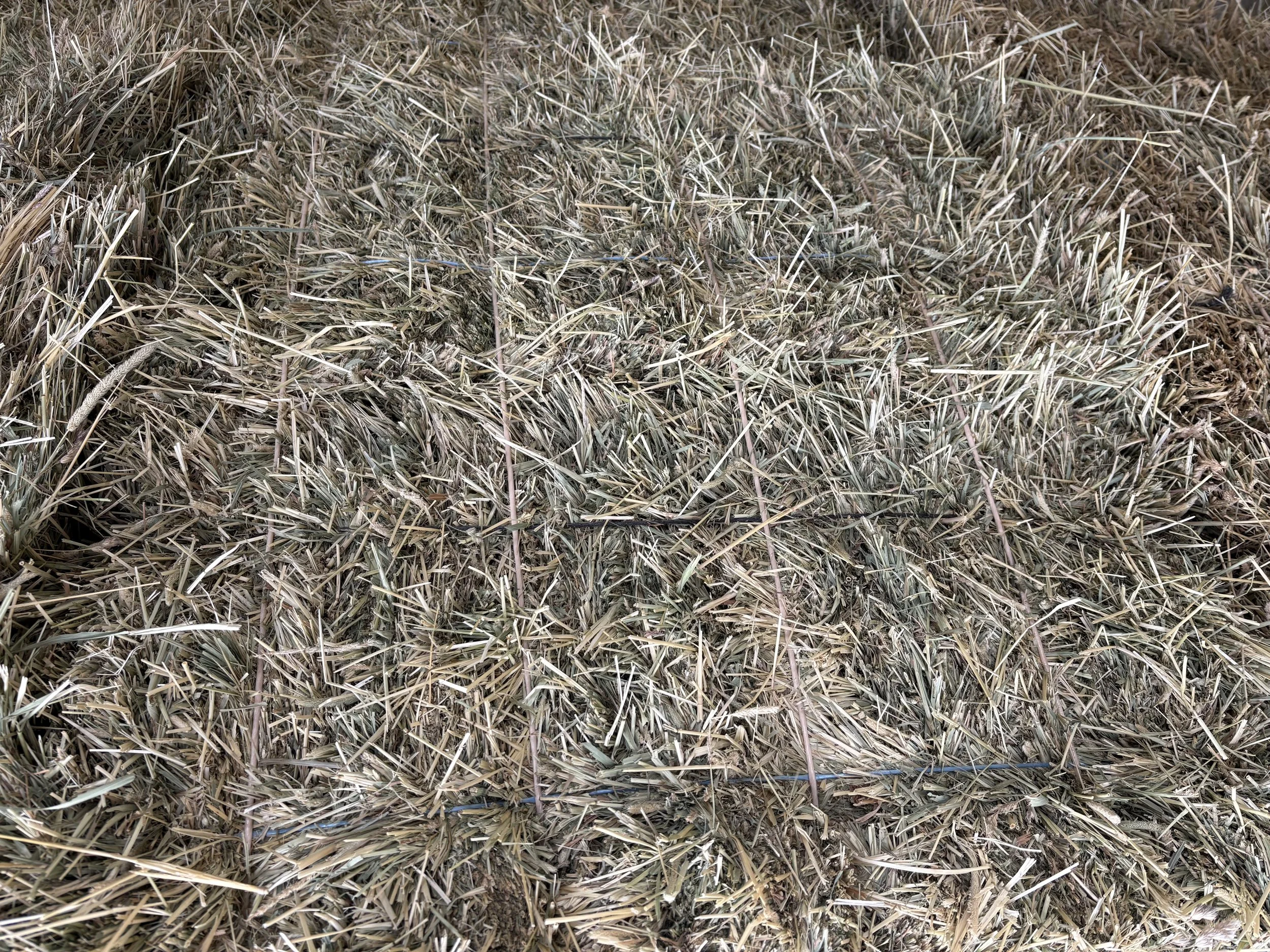 Pic - 1st Cut Timothy LS (18 Bale).jpeg