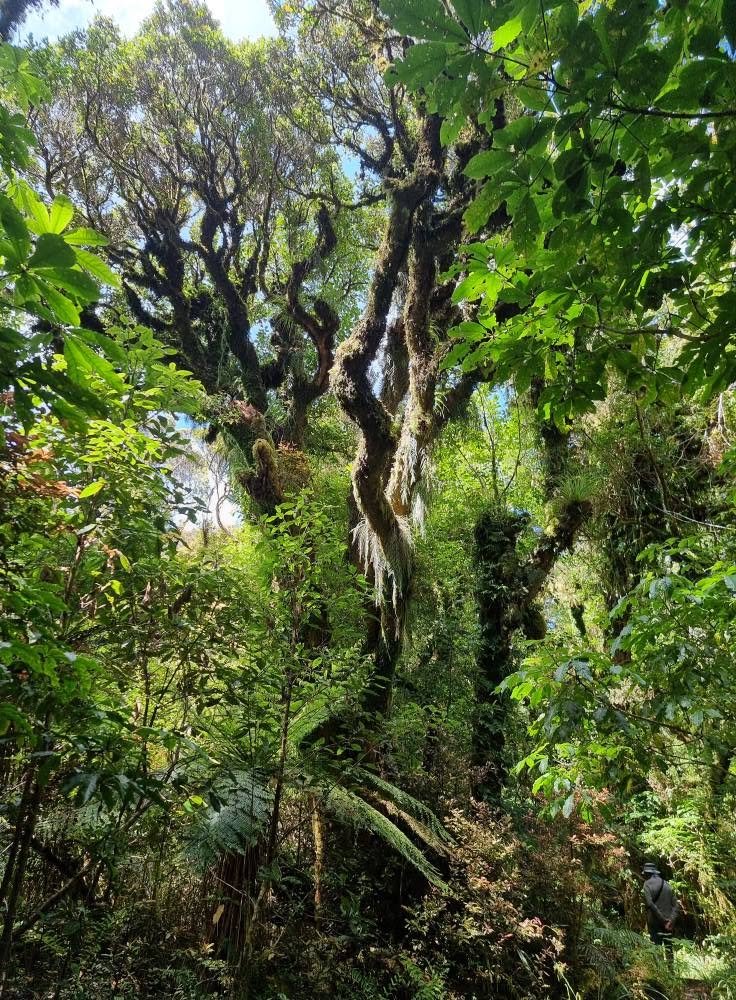Patea Loop Track