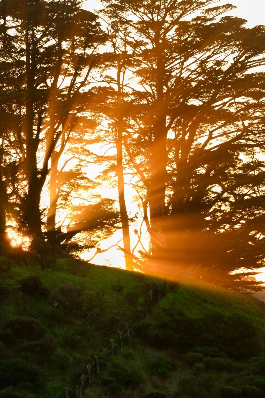 _W6A3063-2 Large.jpeg