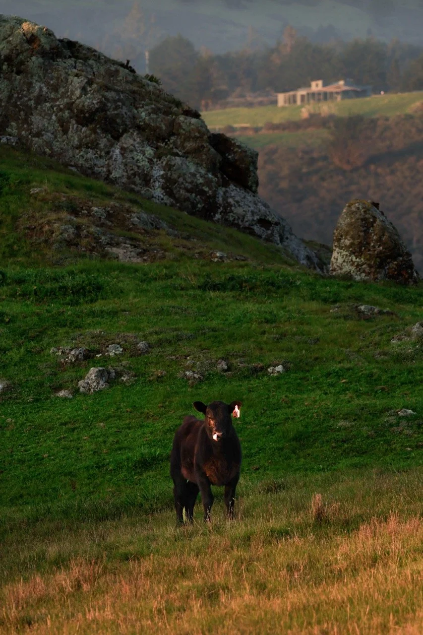 _W6A3071-2 Large.jpeg