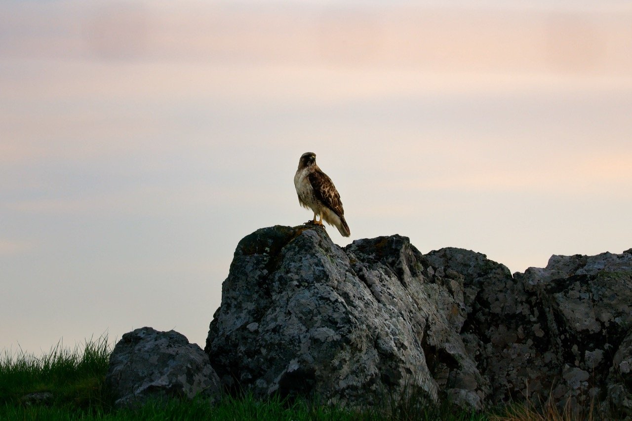 _W6A3056-2 Large.jpeg