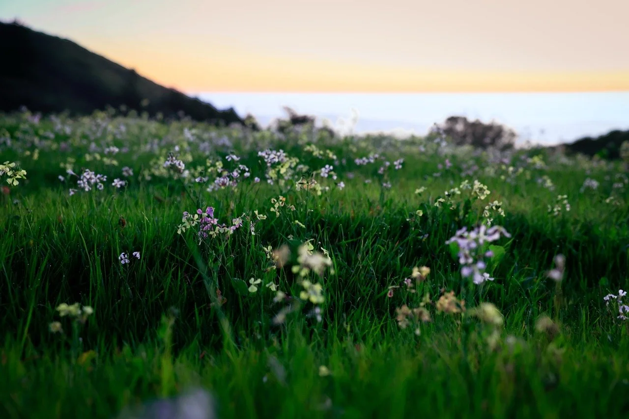 _W6A3127-2 Large.jpeg