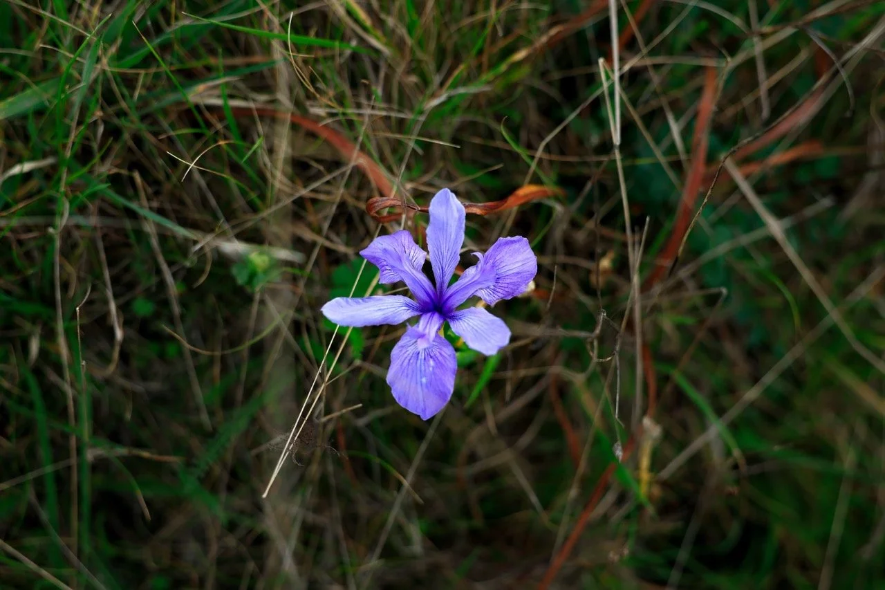 _W6A3054-2 Large.jpeg