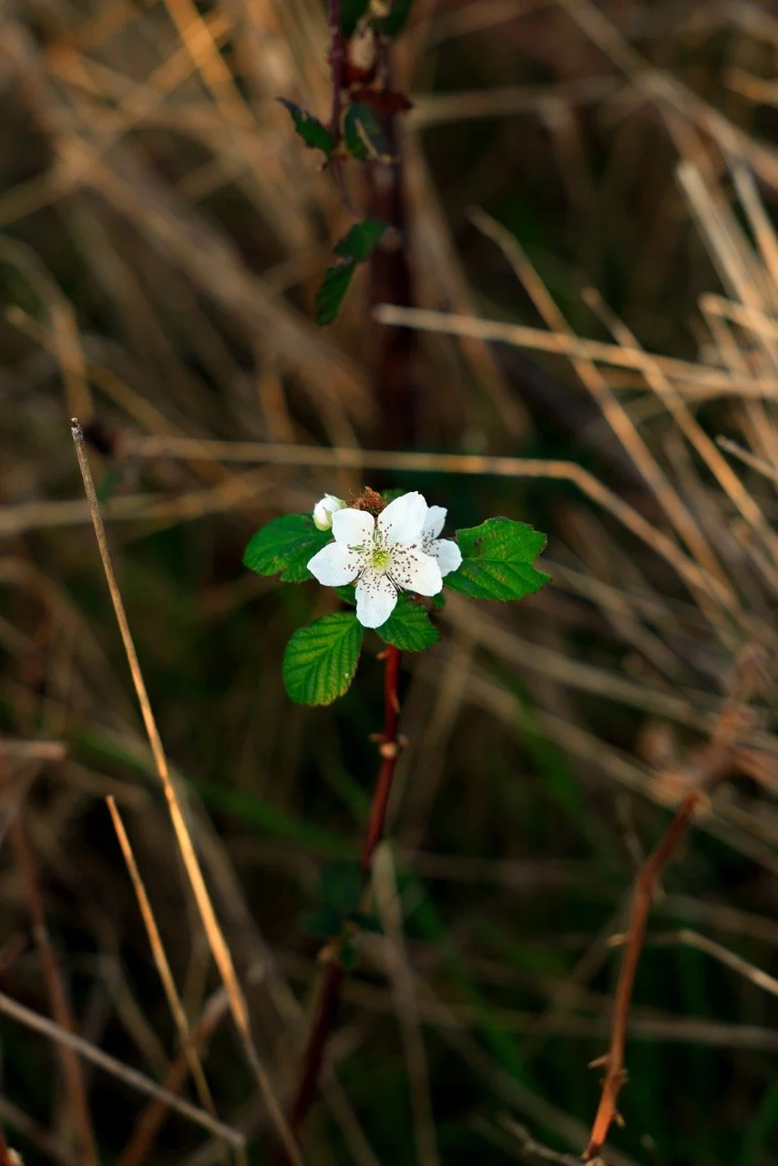 _W6A3051-2 Large.jpeg