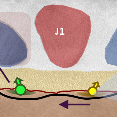 Impact of electrostatic crosstalk on spin qubits in dense CMOS quantum dot arrays