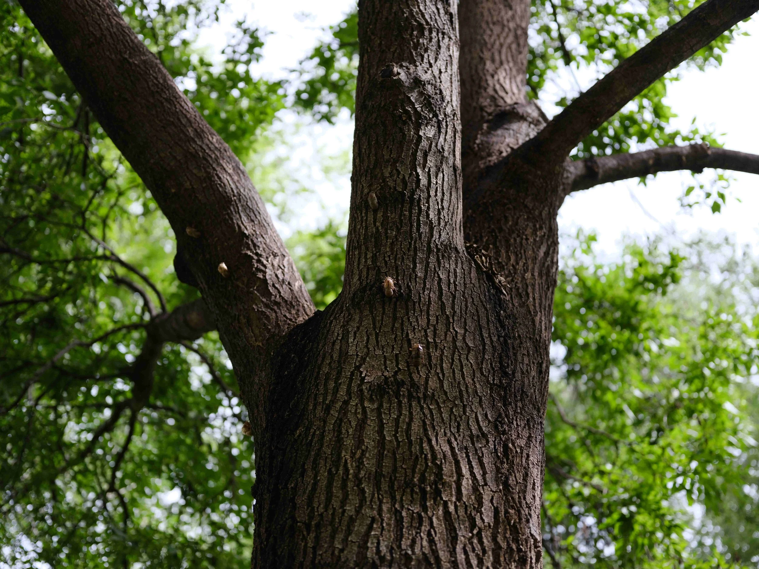 Building a Solid White Oak Entry Door (Craftsman Style, Mortise &amp; Tenon Construction)