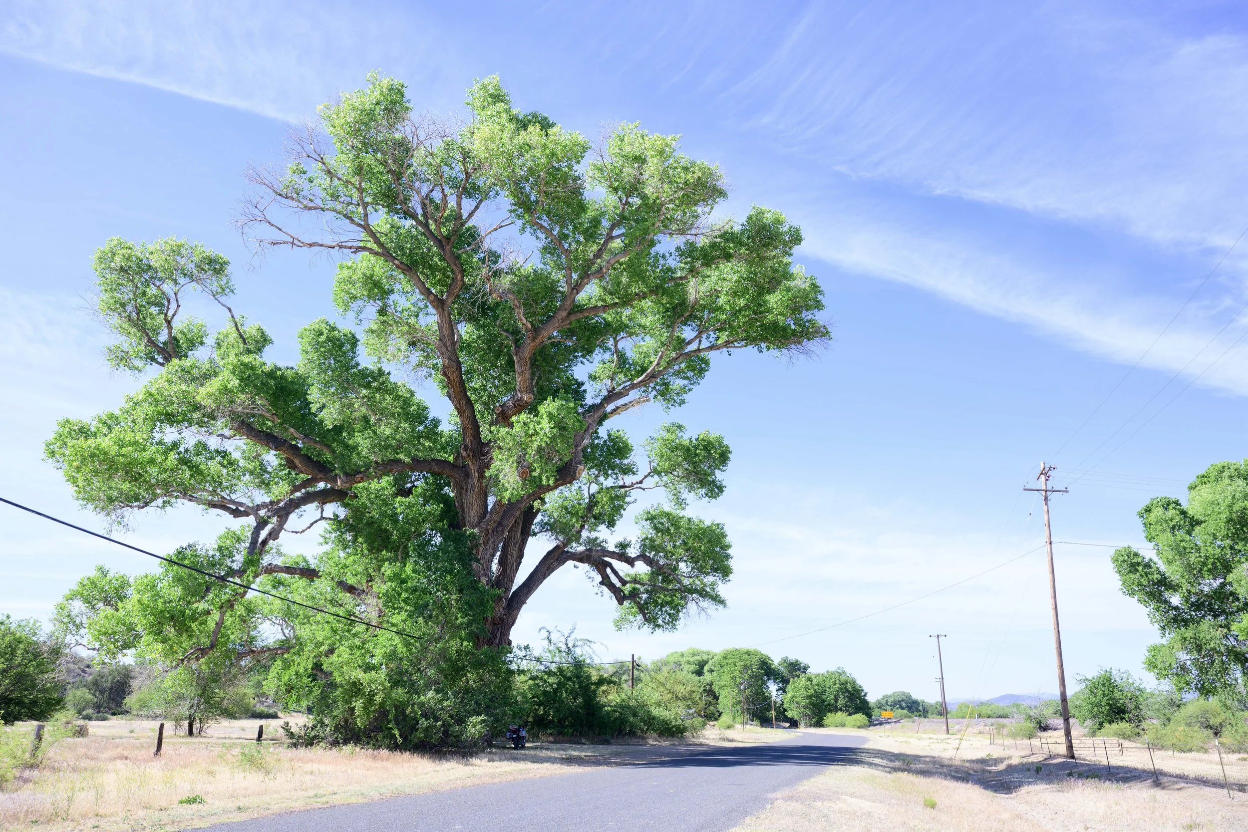 The Biggest Cottonwood Tree in Arizona Is Around the Corner from my Favorite Coffee Shop