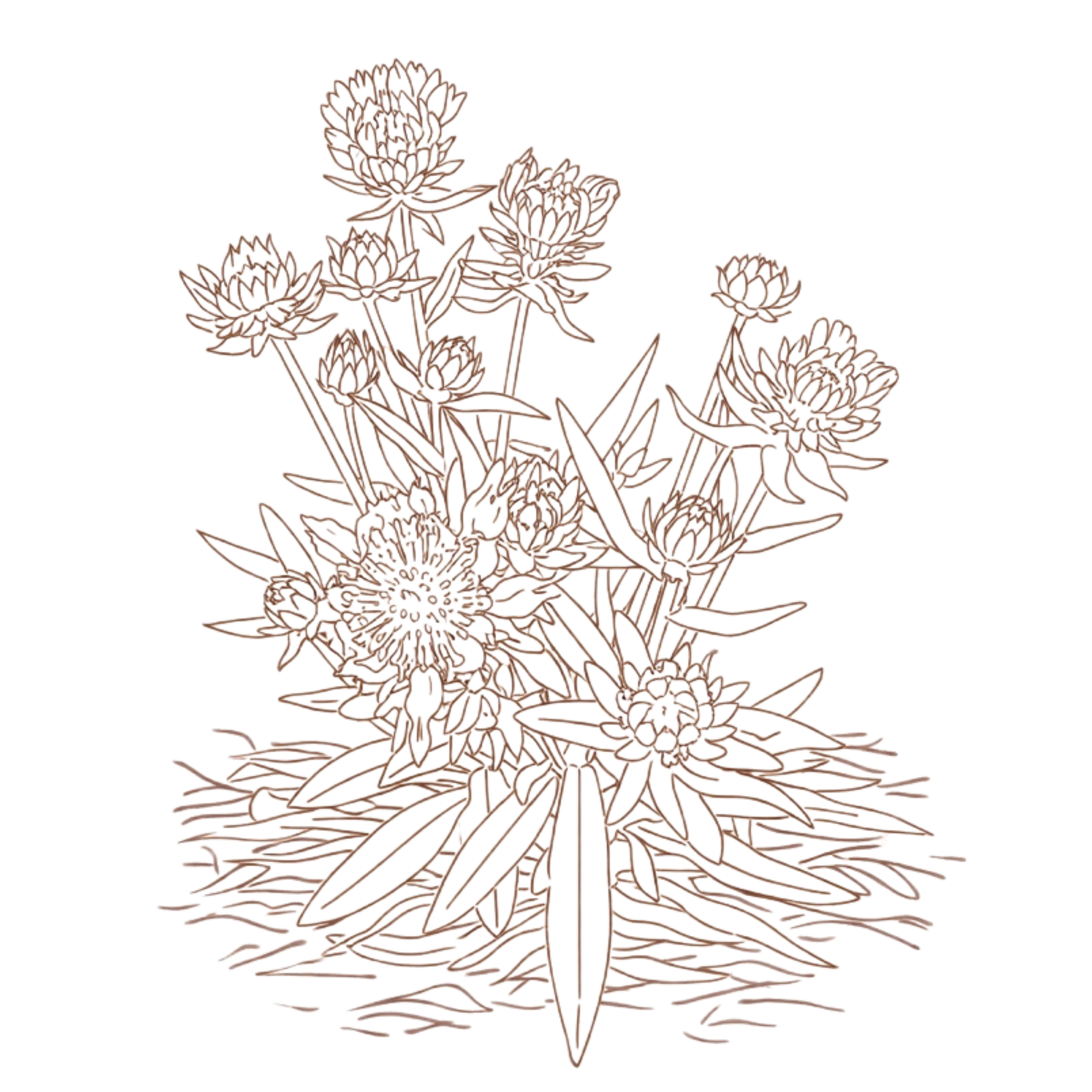 Botanical illustration for The Patterson estate