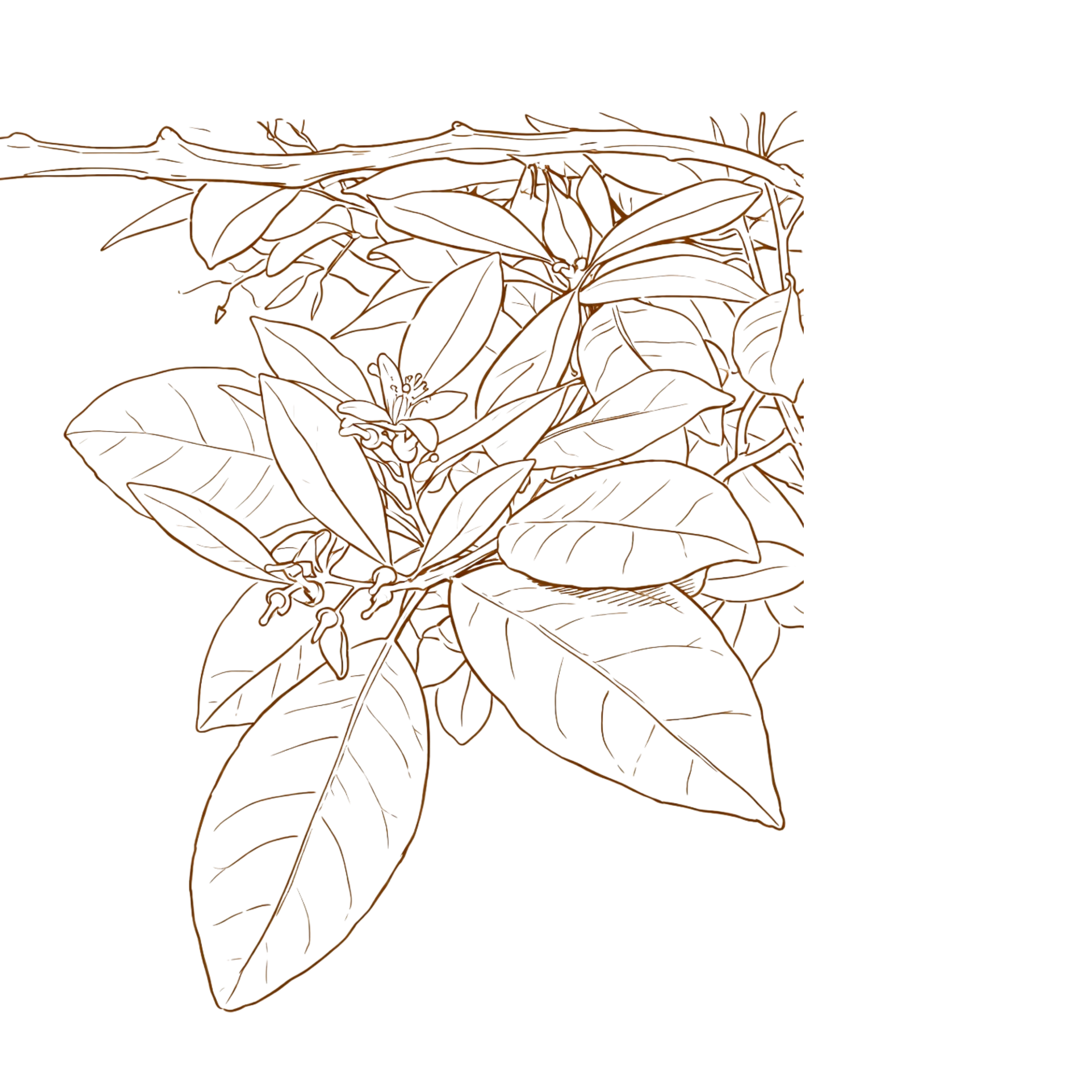 Botanical Illustration
