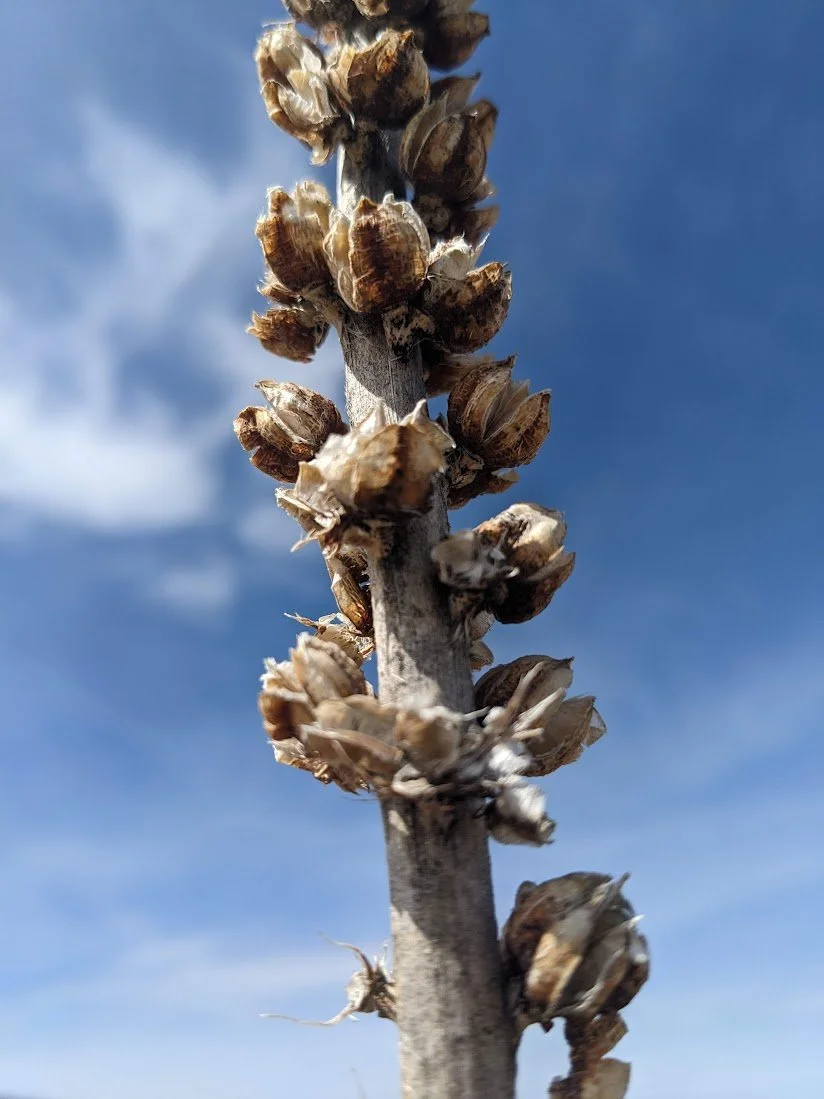 Close-up of a dry plant stem with clusters of seed pods or seed casings against a blue sky with a few clouds.