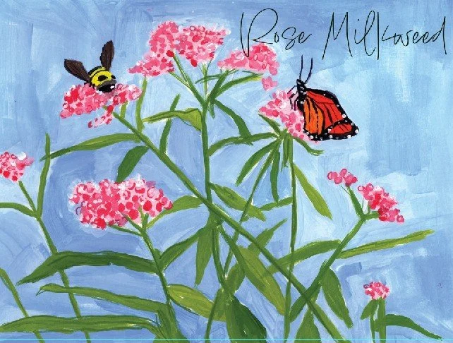 rose milkweed.jpg