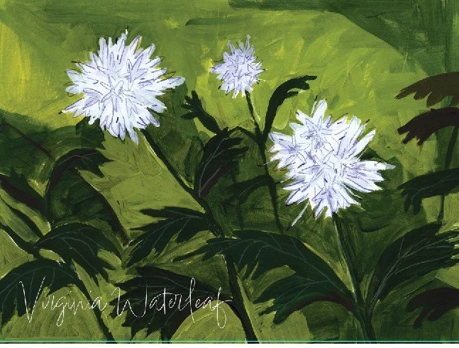 Virginia waterleaf.jpg