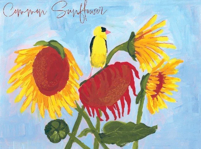 goldfinch sunflower.jpg