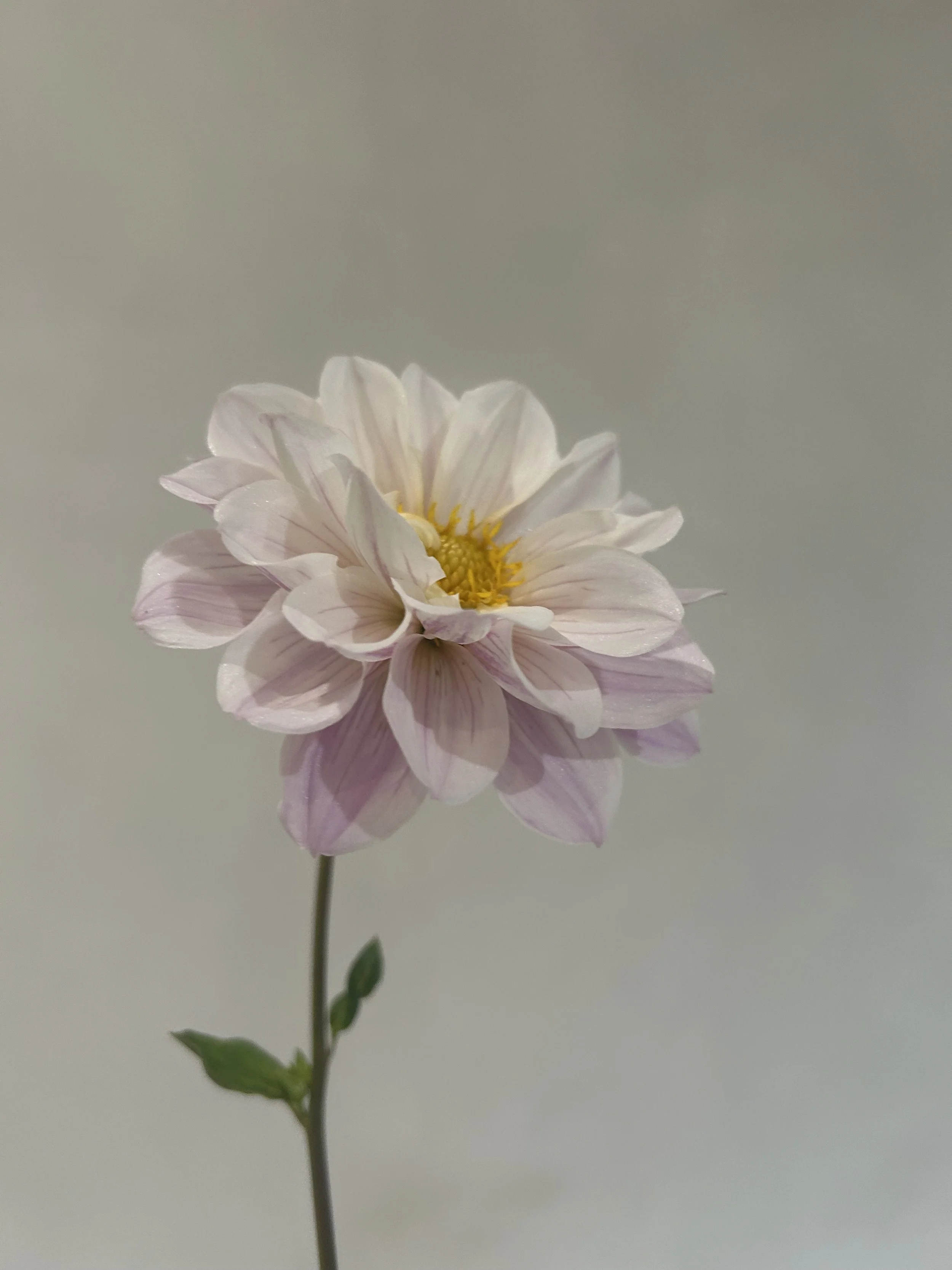 IMG_6057.jpeg