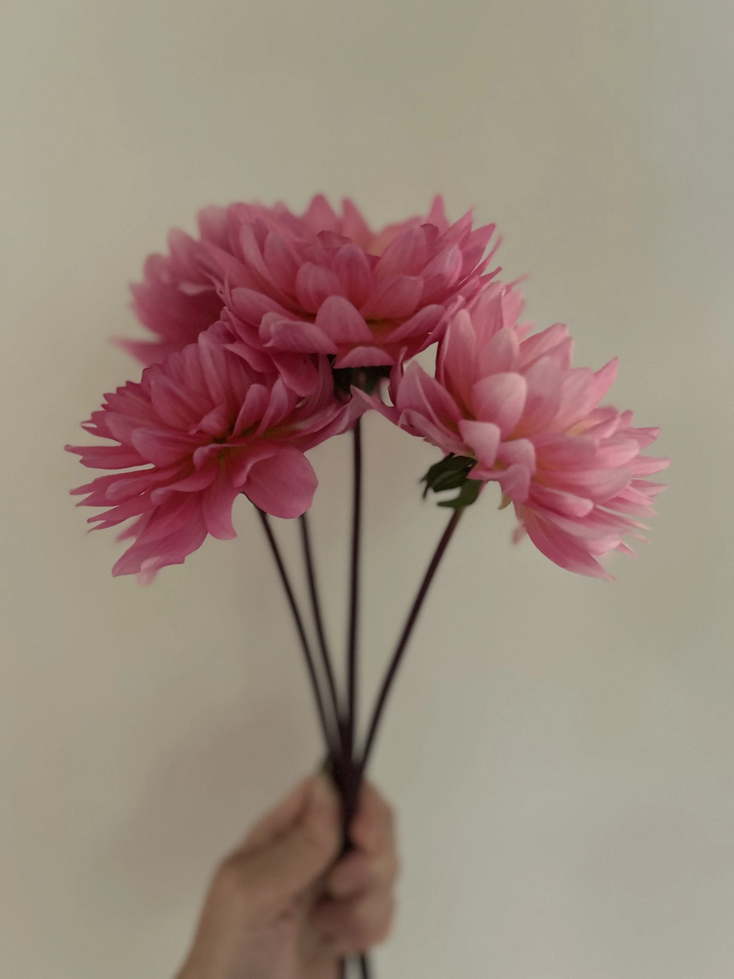 IMG_4425.jpeg