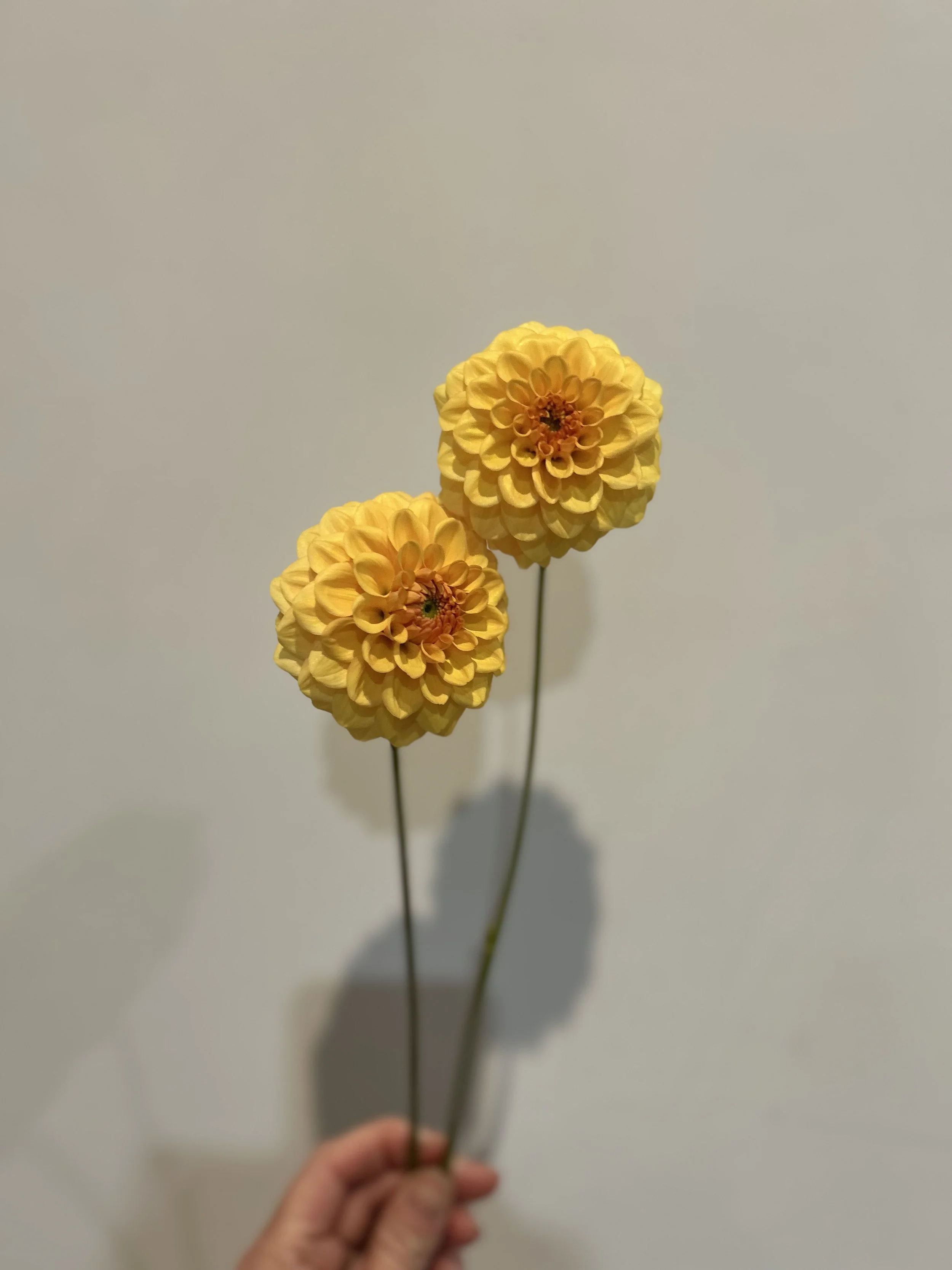 IMG_4597.jpeg