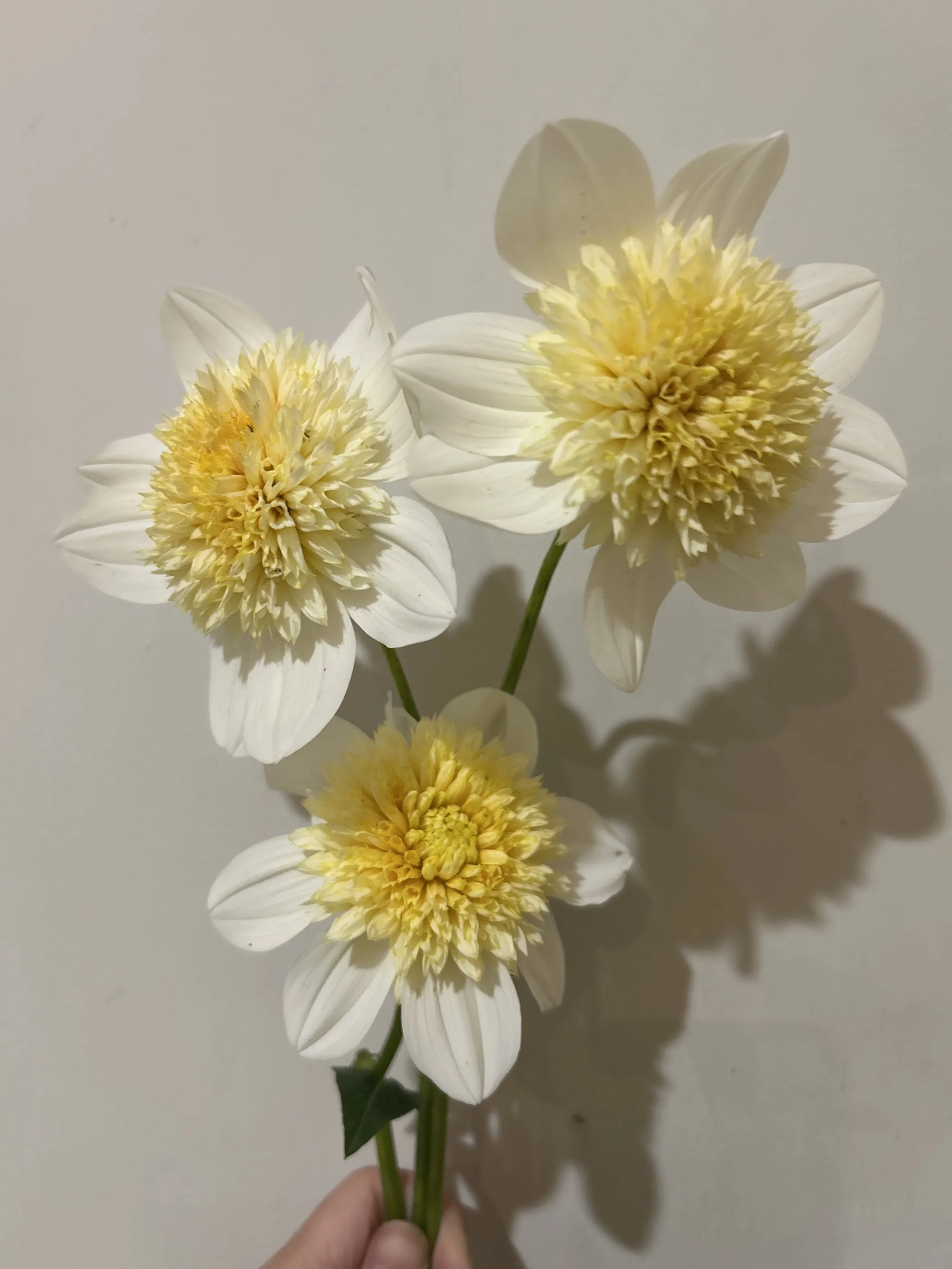 IMG_4915.jpeg