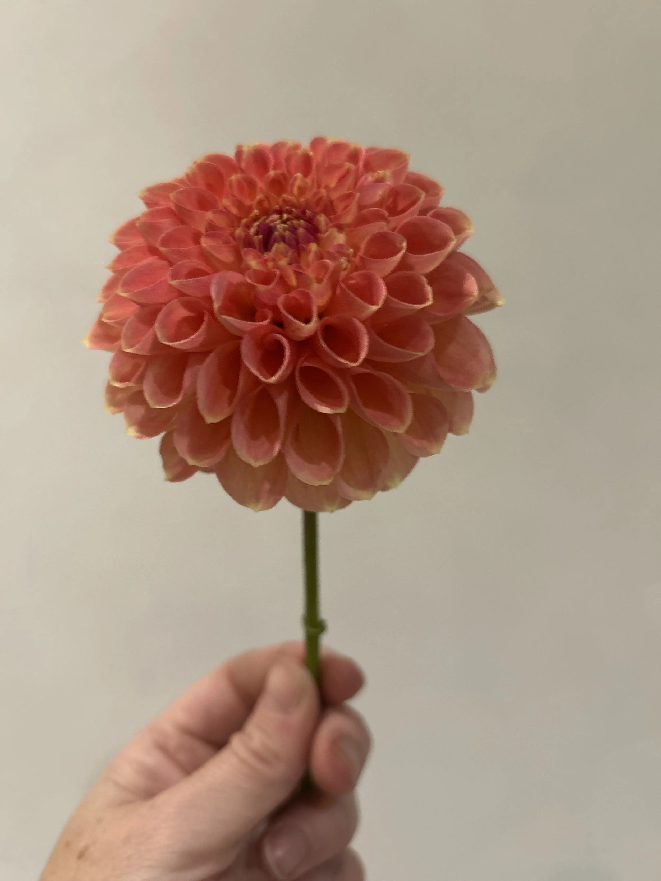 IMG_5568.jpeg