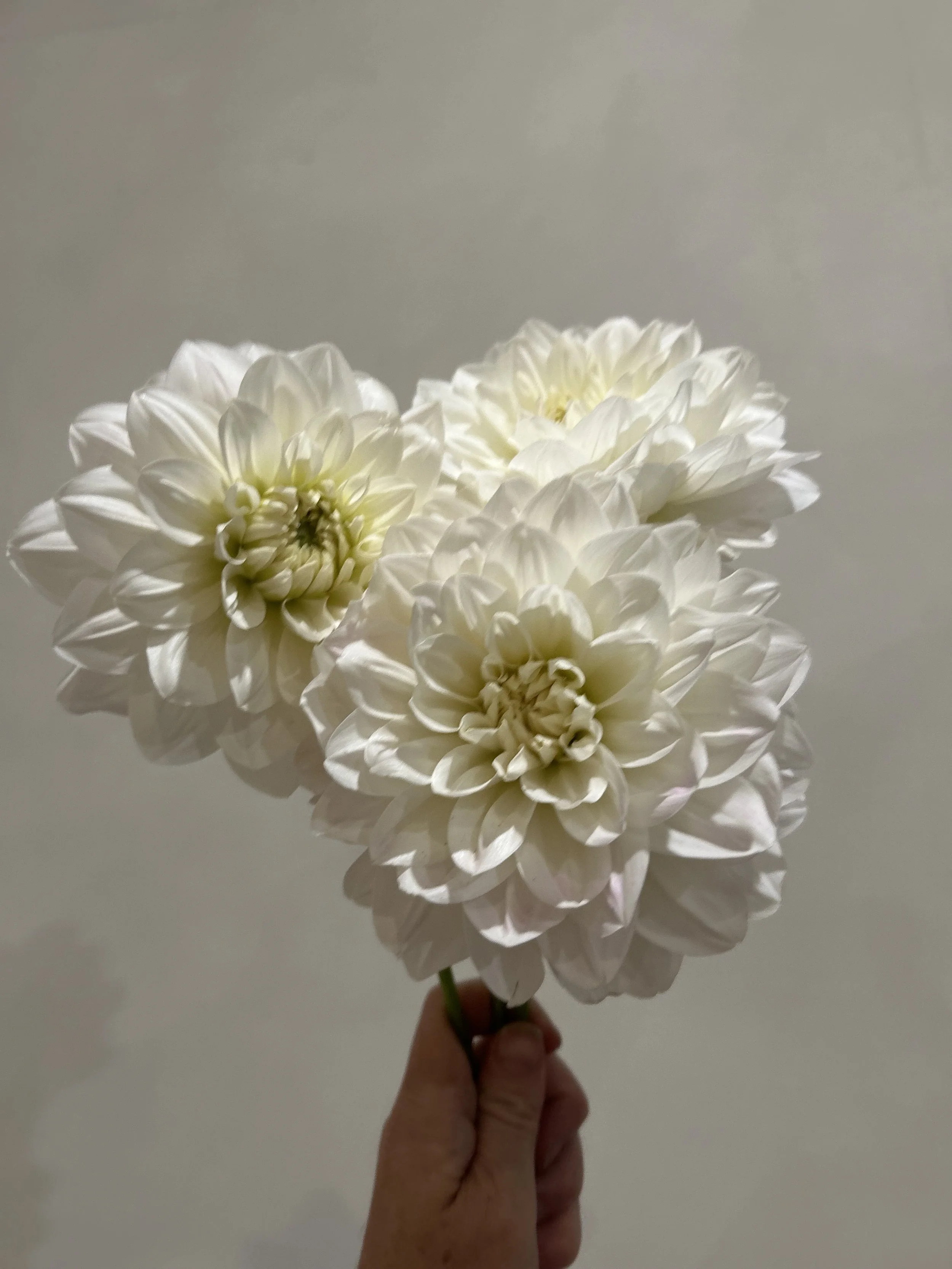 IMG_4071.jpeg