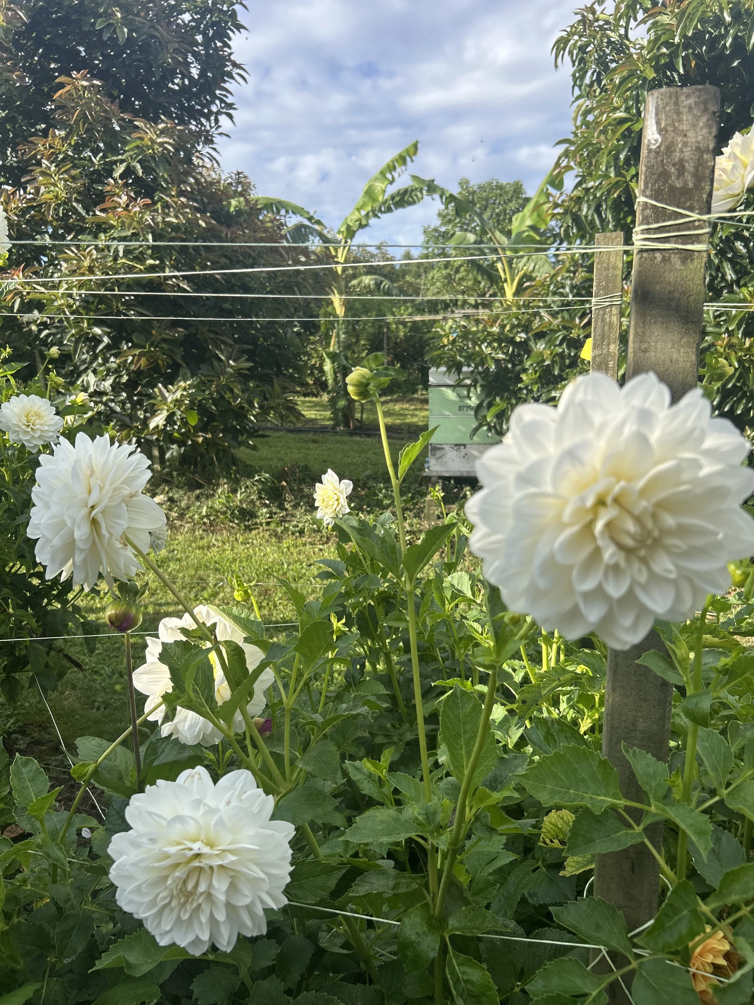 IMG_4397.jpeg