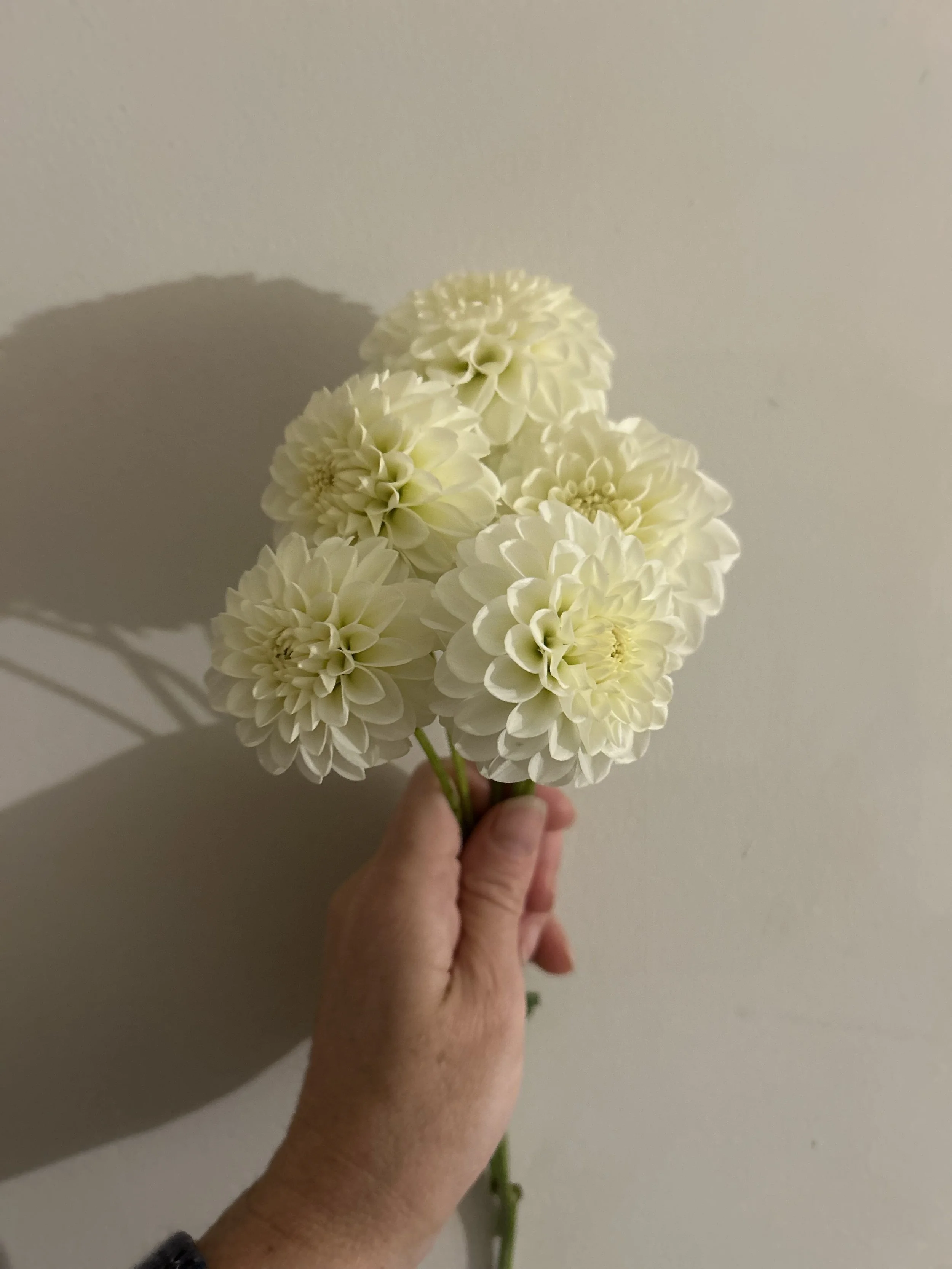 White aster
