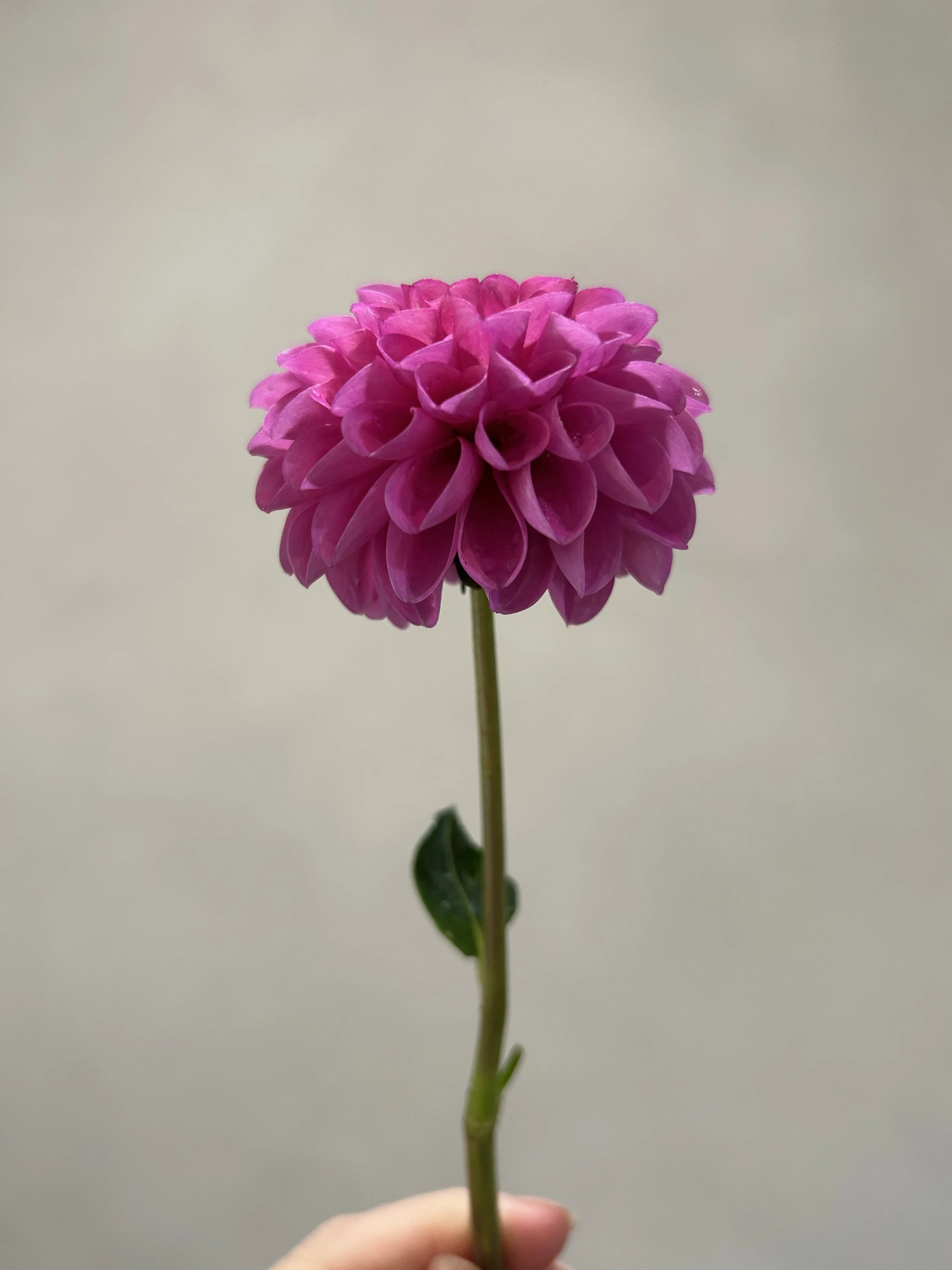 IMG_6188.jpeg