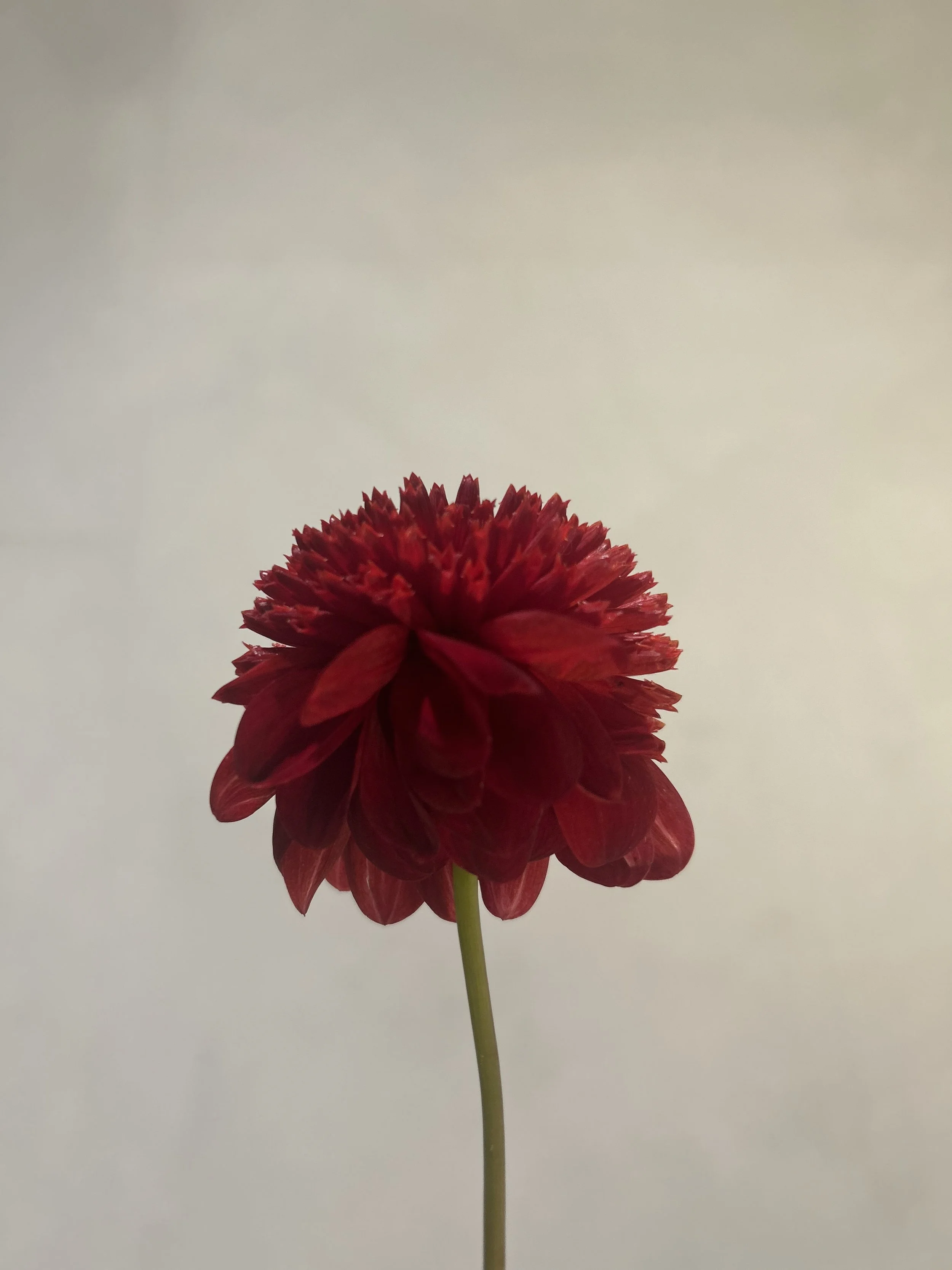 IMG_5871.jpeg