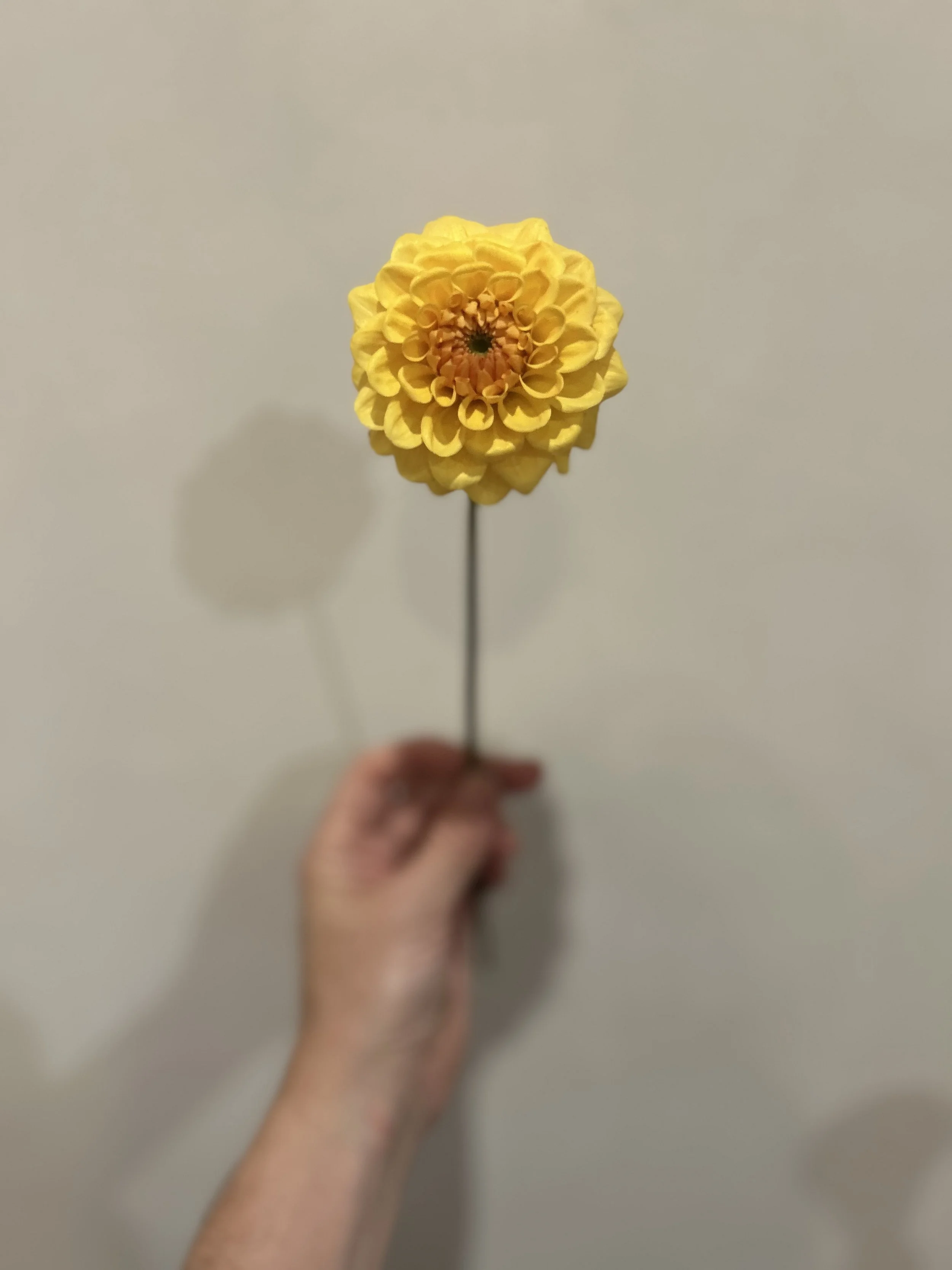 IMG_4295.jpeg