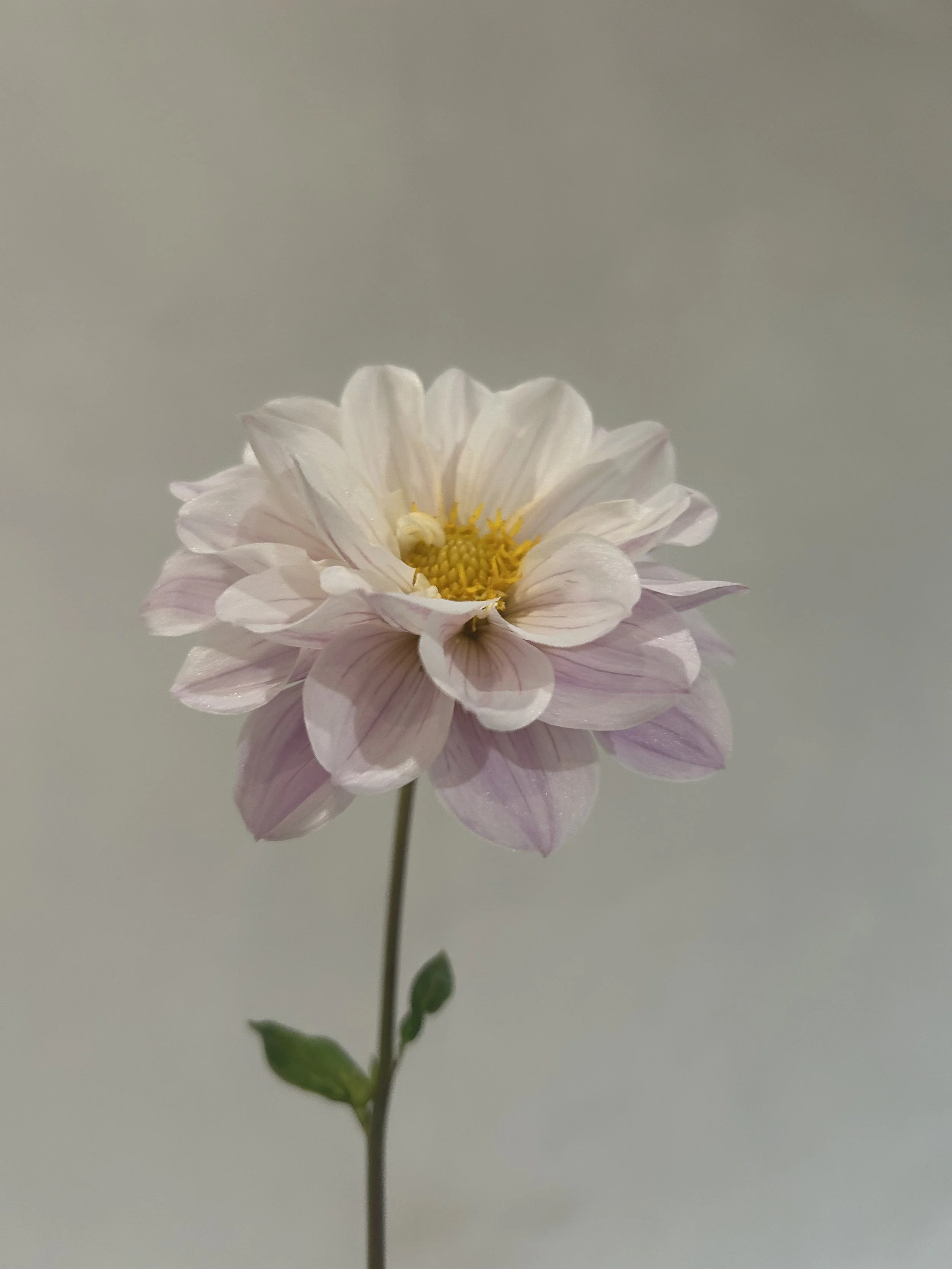 IMG_6056.jpeg